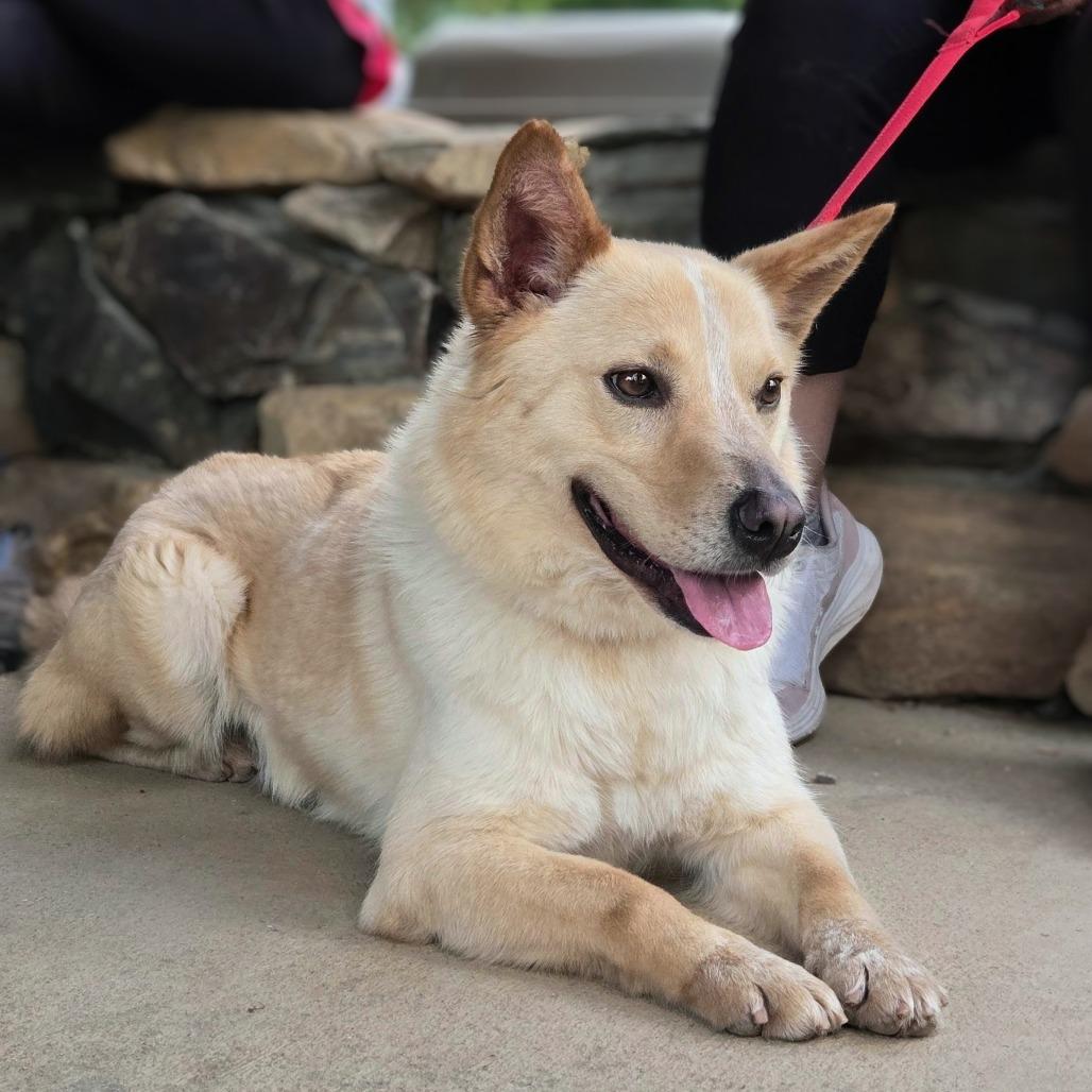 Frankie, a Adoptable Cattle Dog in Shelby, NC image 3/4