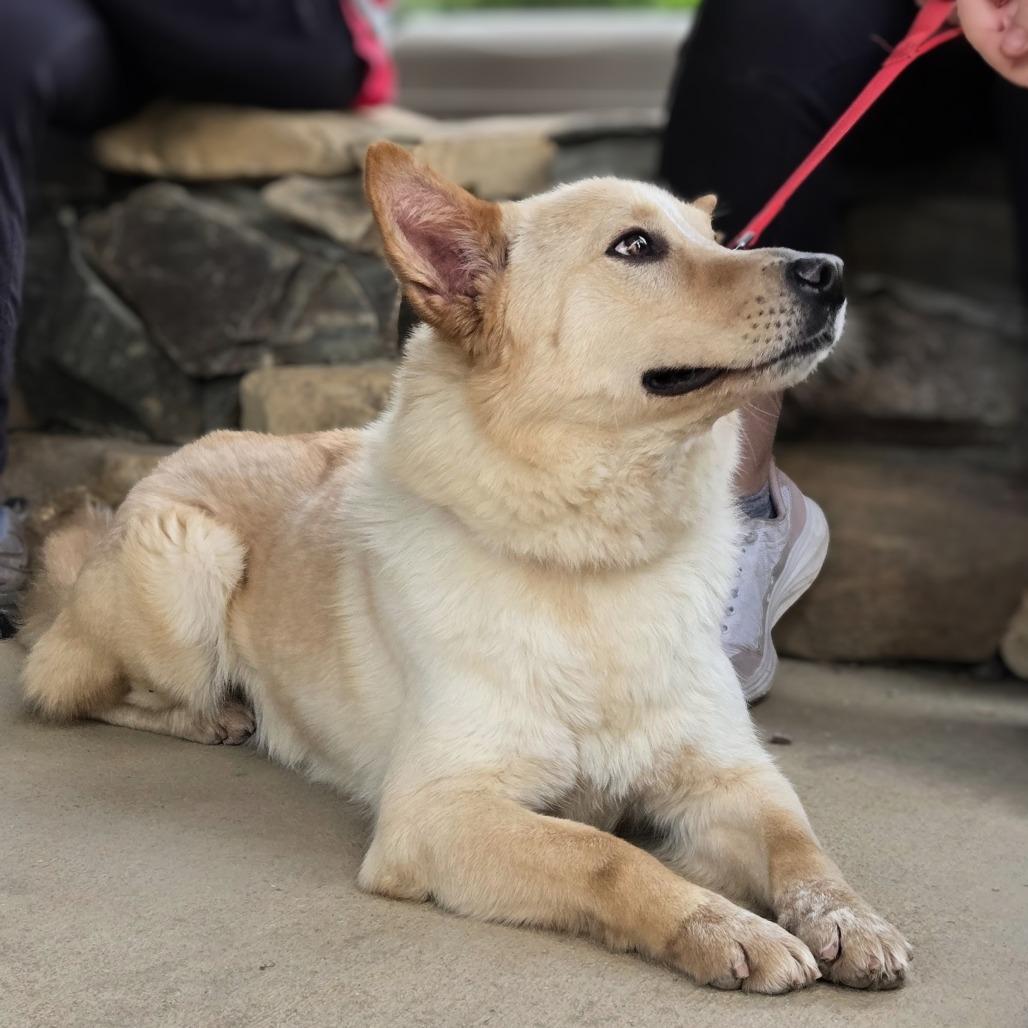Frankie, a Adoptable Cattle Dog in Shelby, NC image 4/4