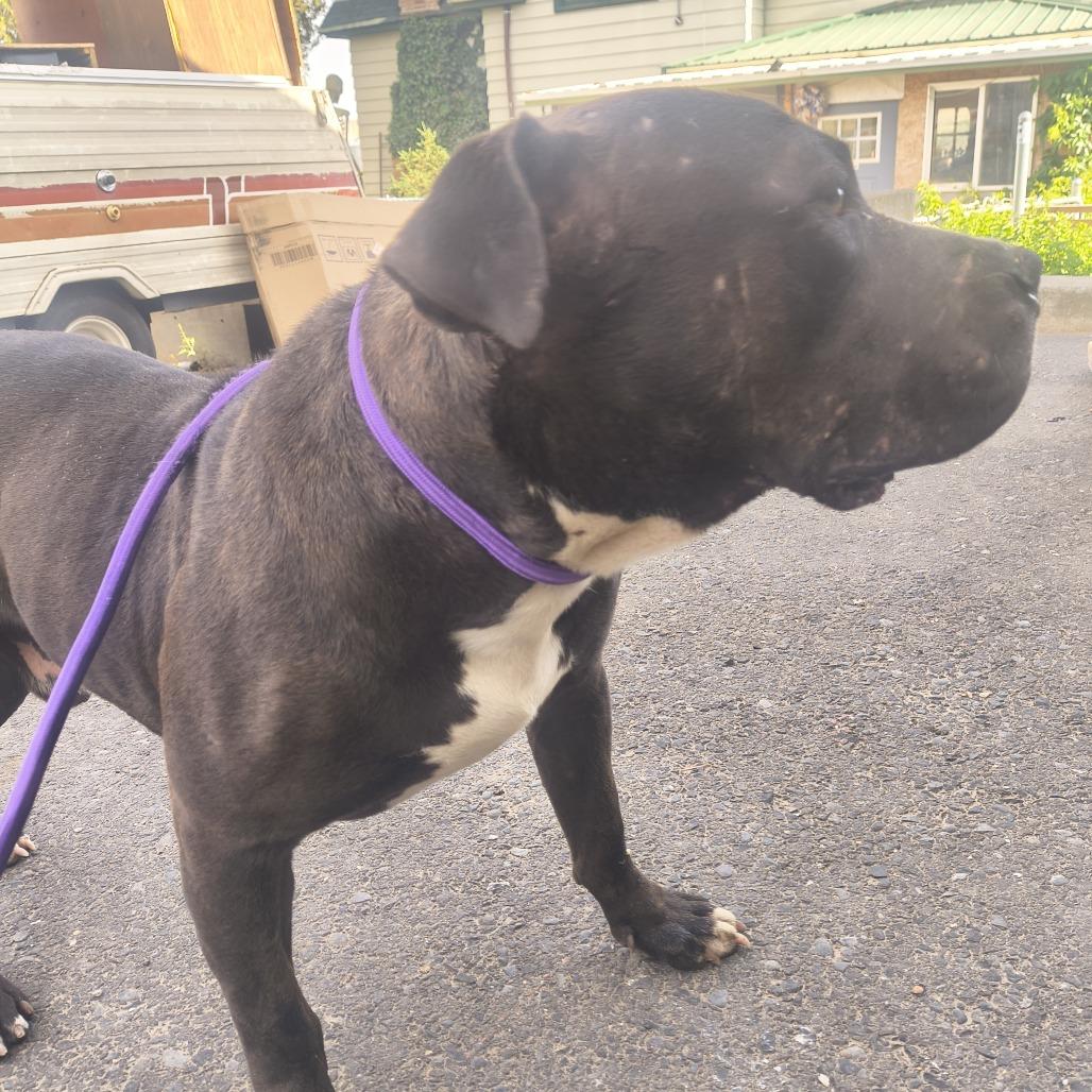 Dooder, Adoptable, Young Male Pit Bull Terrier.