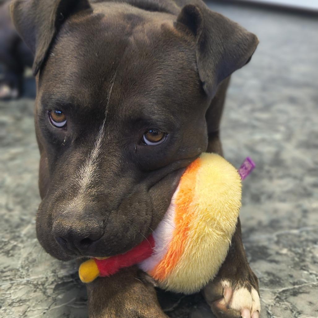 Enlarge Dooder, a Adoptable Pit Bull Terrier in Othello, WA image 2/5