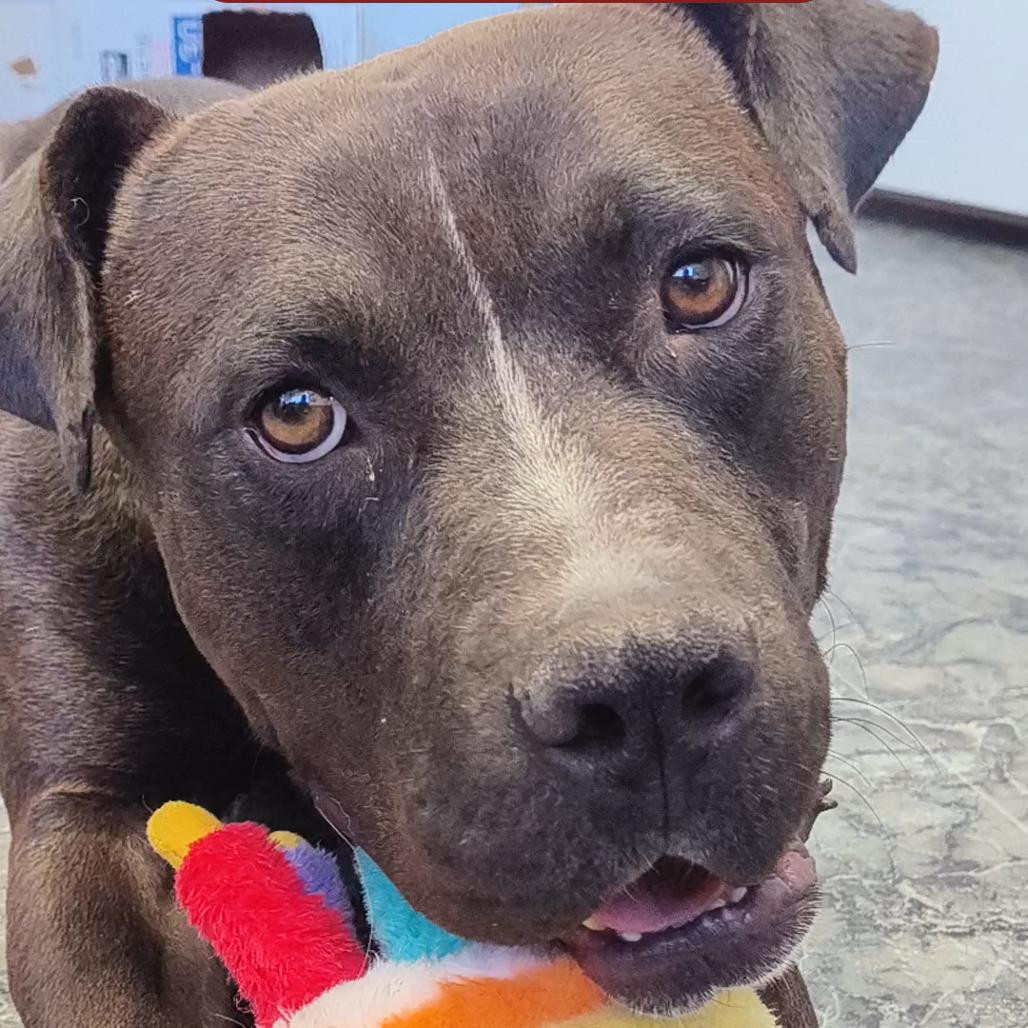 Enlarge Dooder, a Adoptable Pit Bull Terrier in Othello, WA image 3/5