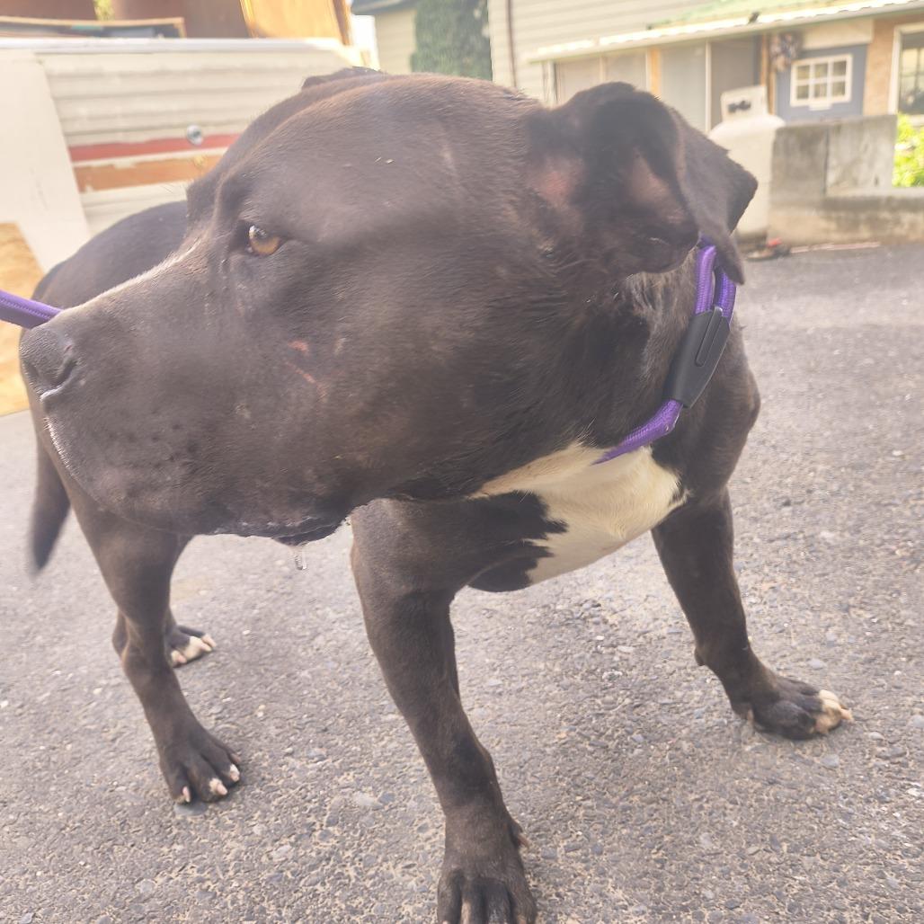 Dooder, a Adoptable Pit Bull Terrier in Othello, WA image 2/3