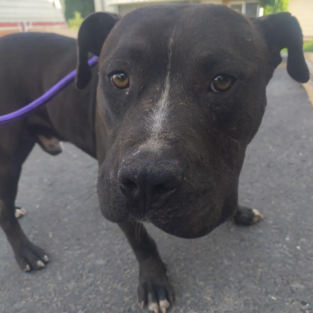 Dooder, a Adoptable Pit Bull Terrier in Othello, WA image 3/3