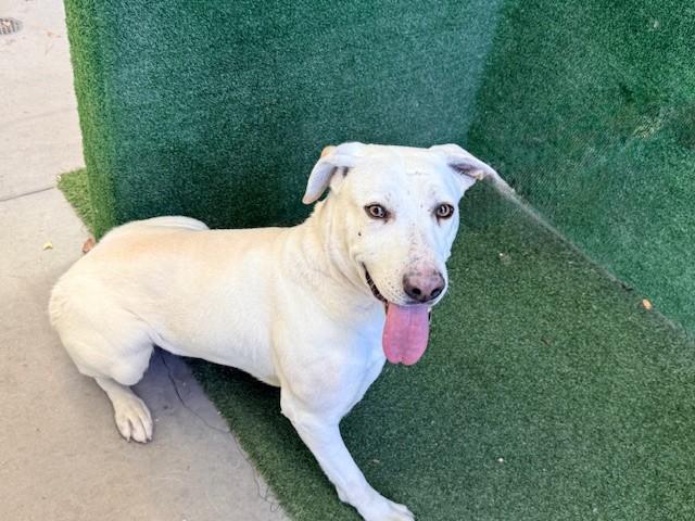 MARSHMALLOW, Adoptable, Young Female Labrador Retriever & Mixed Breed.