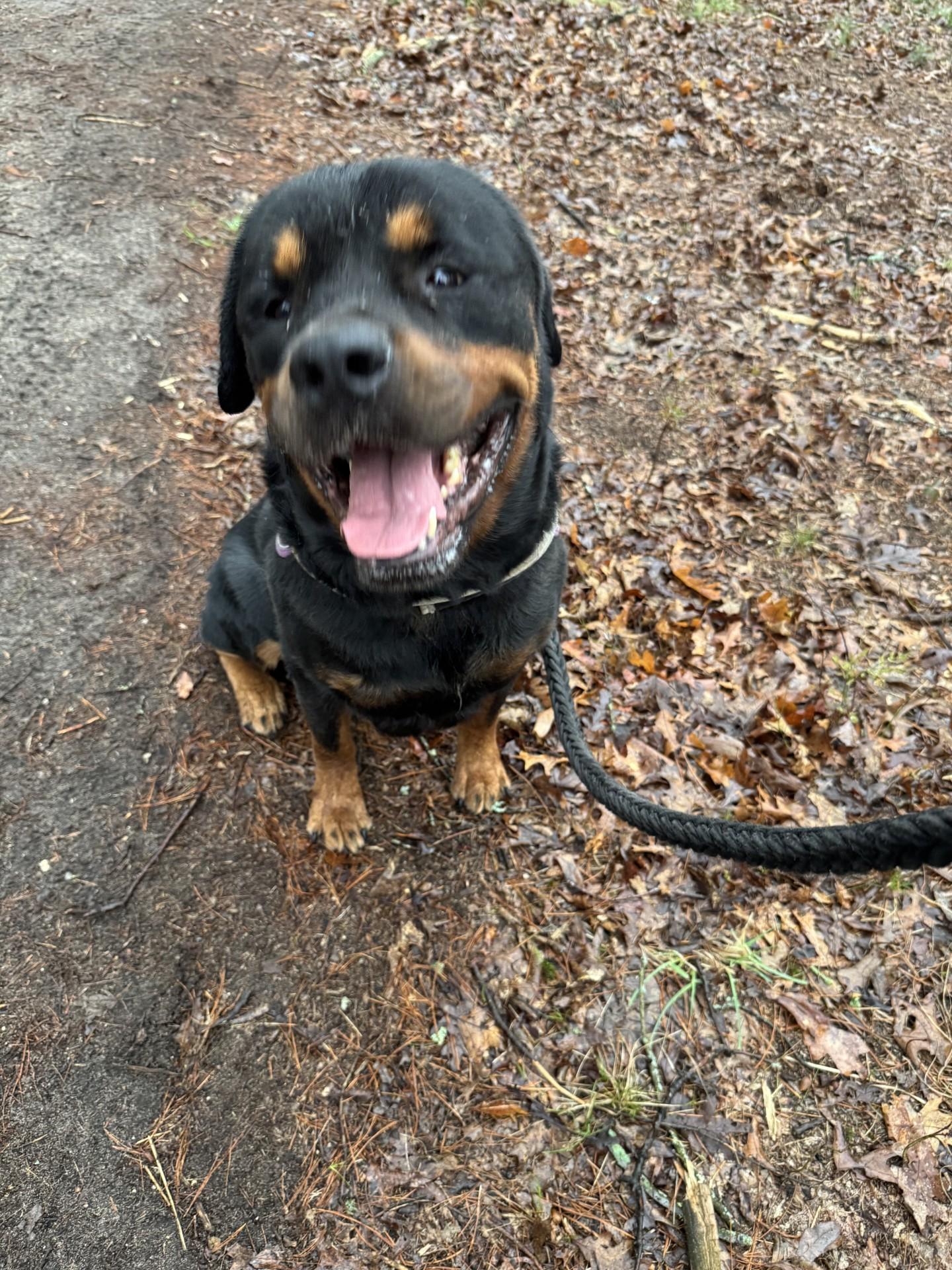 FORD, Adopted, Adult Male Rottweiler.