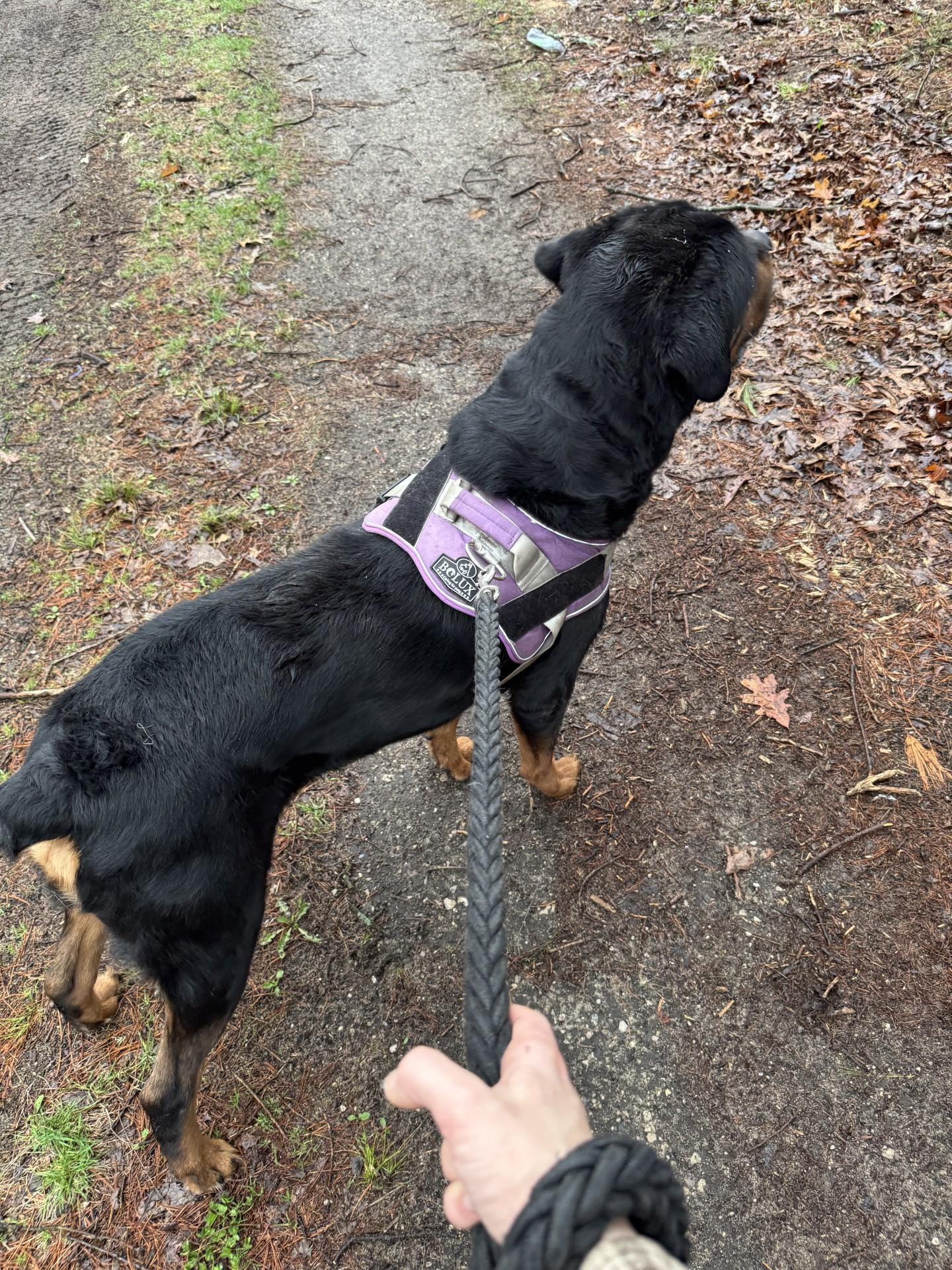 Enlarge FORD, a Adopted Rottweiler in Ludington, MI image 3/5
