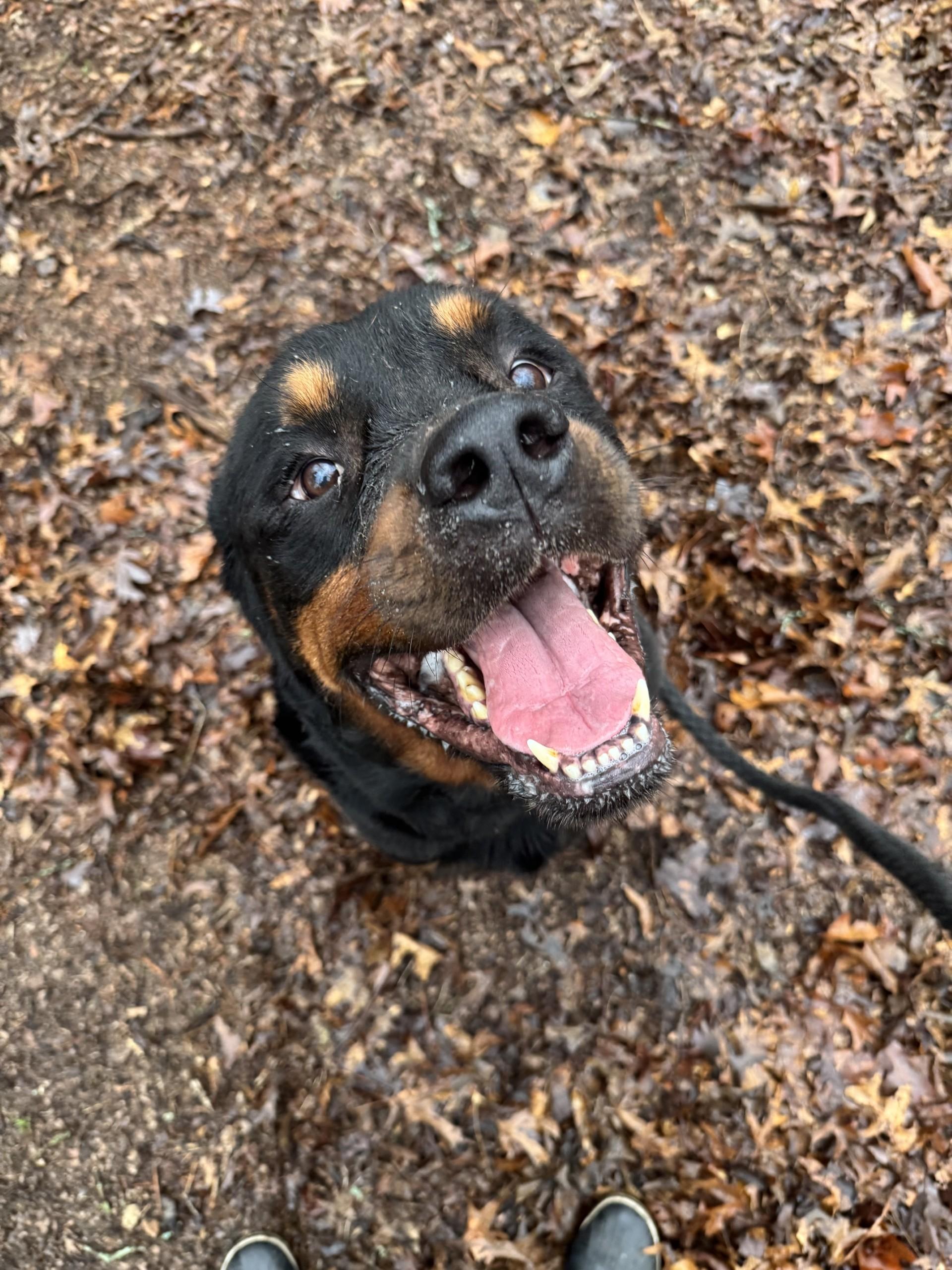 Enlarge FORD, a Adopted Rottweiler in Ludington, MI image 4/5