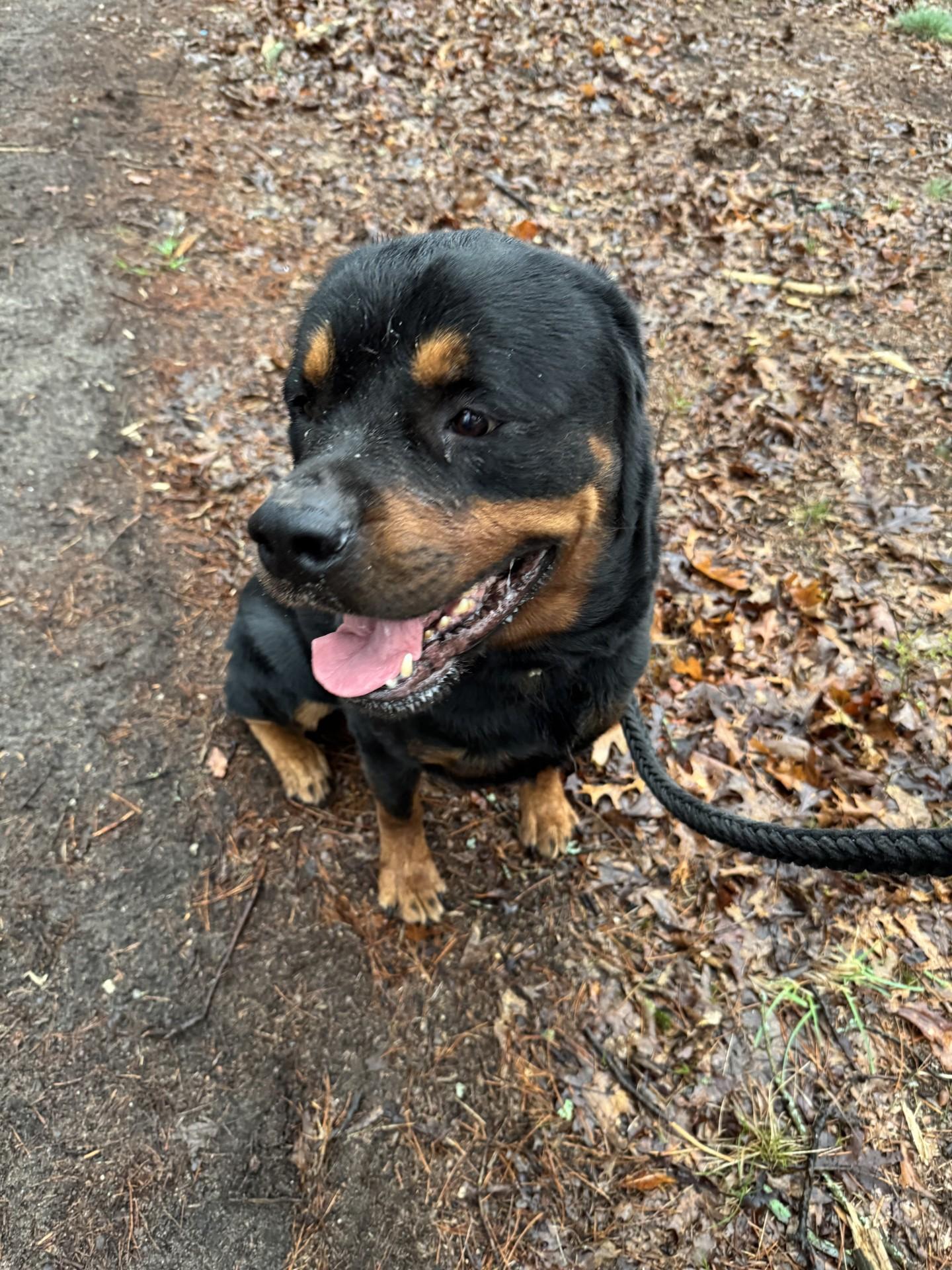Enlarge FORD, a Adopted Rottweiler in Ludington, MI image 5/5