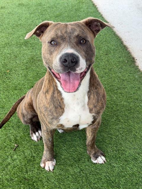 Enlarge DENVER, a Adoptable mixed breed in Fort Myers, FL image 1/1