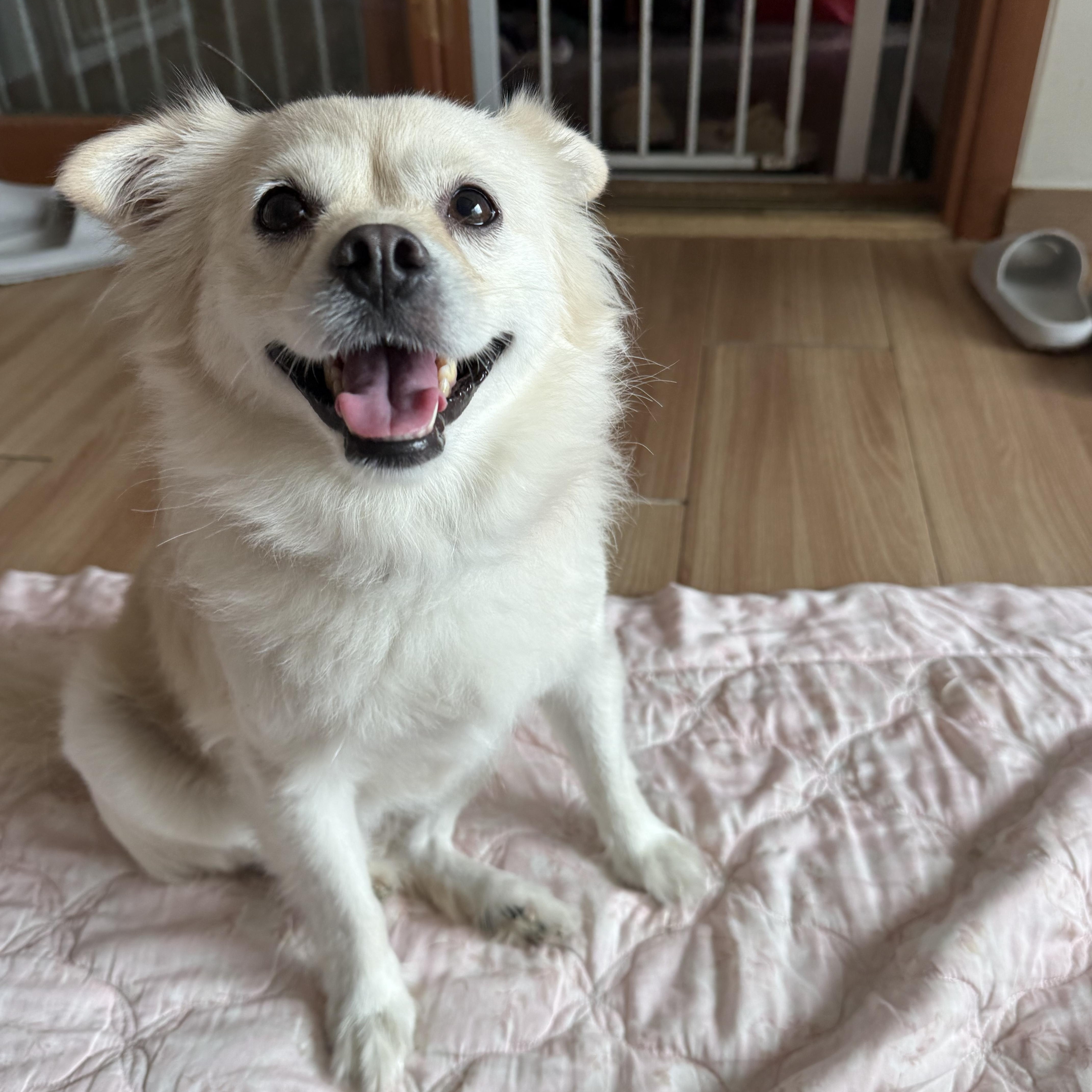 Enlarge Sooni, a Adoptable mixed breed in Manchester , NH image 1/4