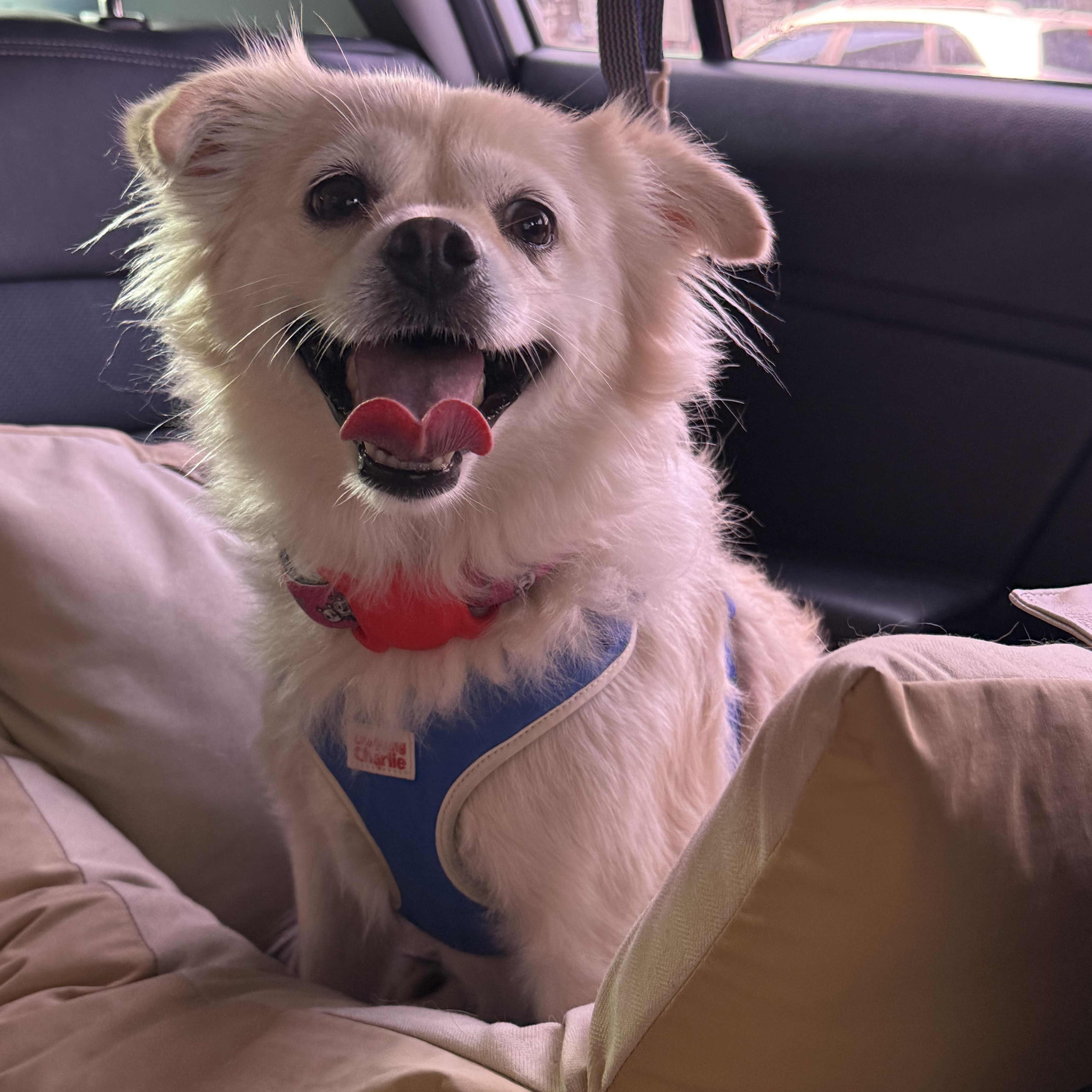 Enlarge Sooni, a Adoptable mixed breed in Manchester , NH image 2/4