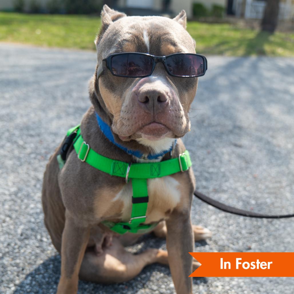 Enlarge Coco, a Adoptable American Staffordshire Terrier in Baltimore, MD image 1/5