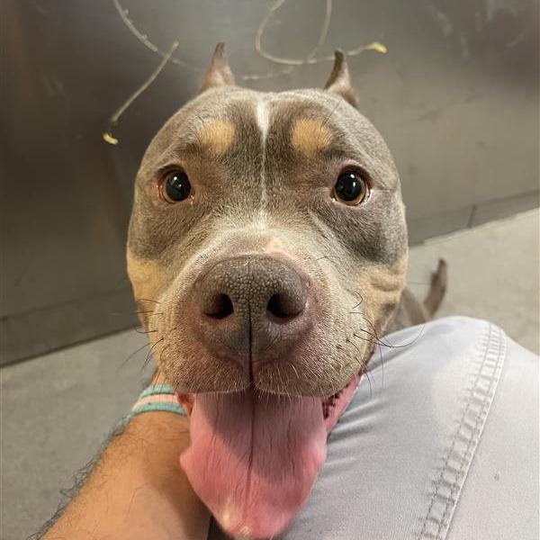 Coco, Adoptable, Adult Female American Staffordshire Terrier.