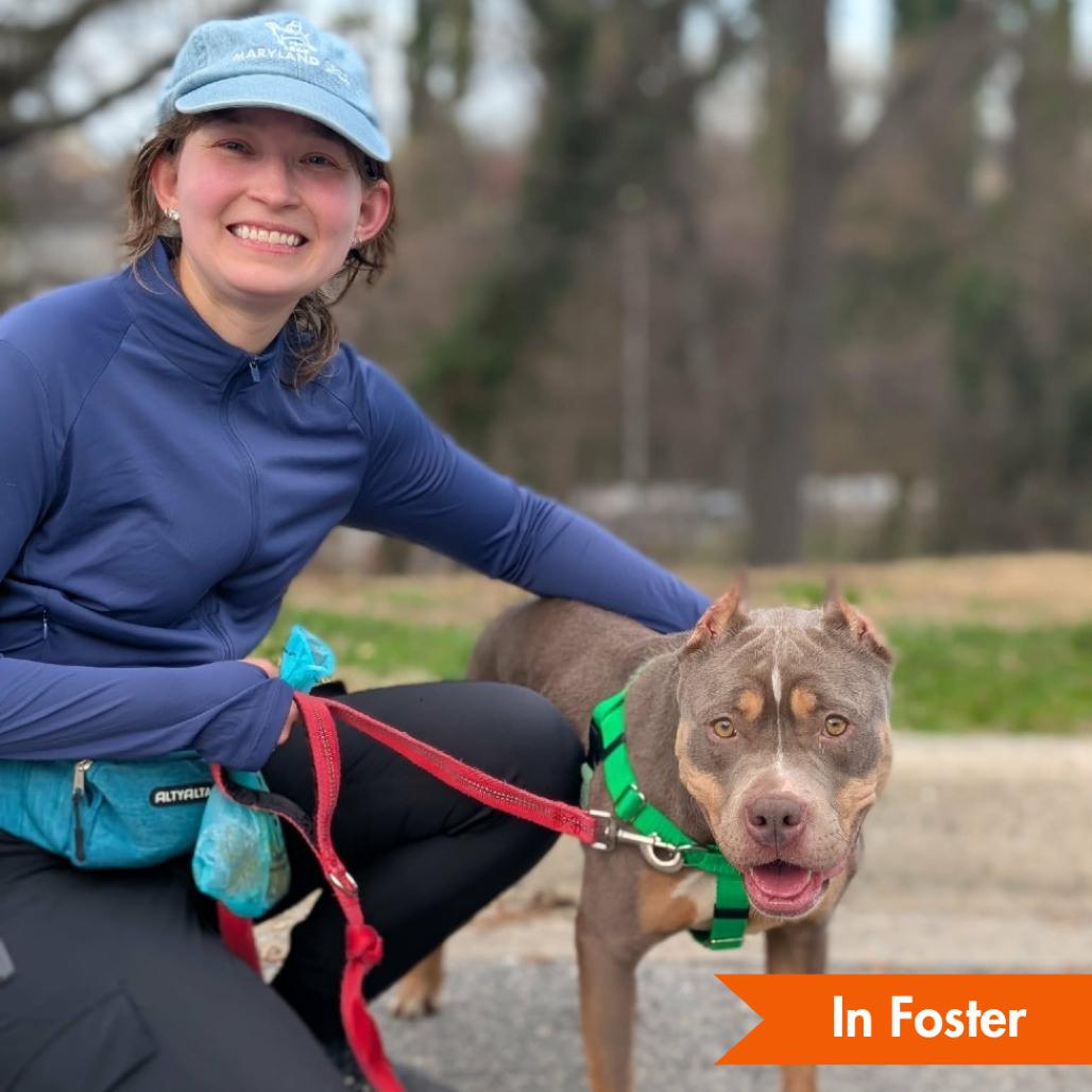 Enlarge Coco, a Adoptable American Staffordshire Terrier in Baltimore, MD image 3/5