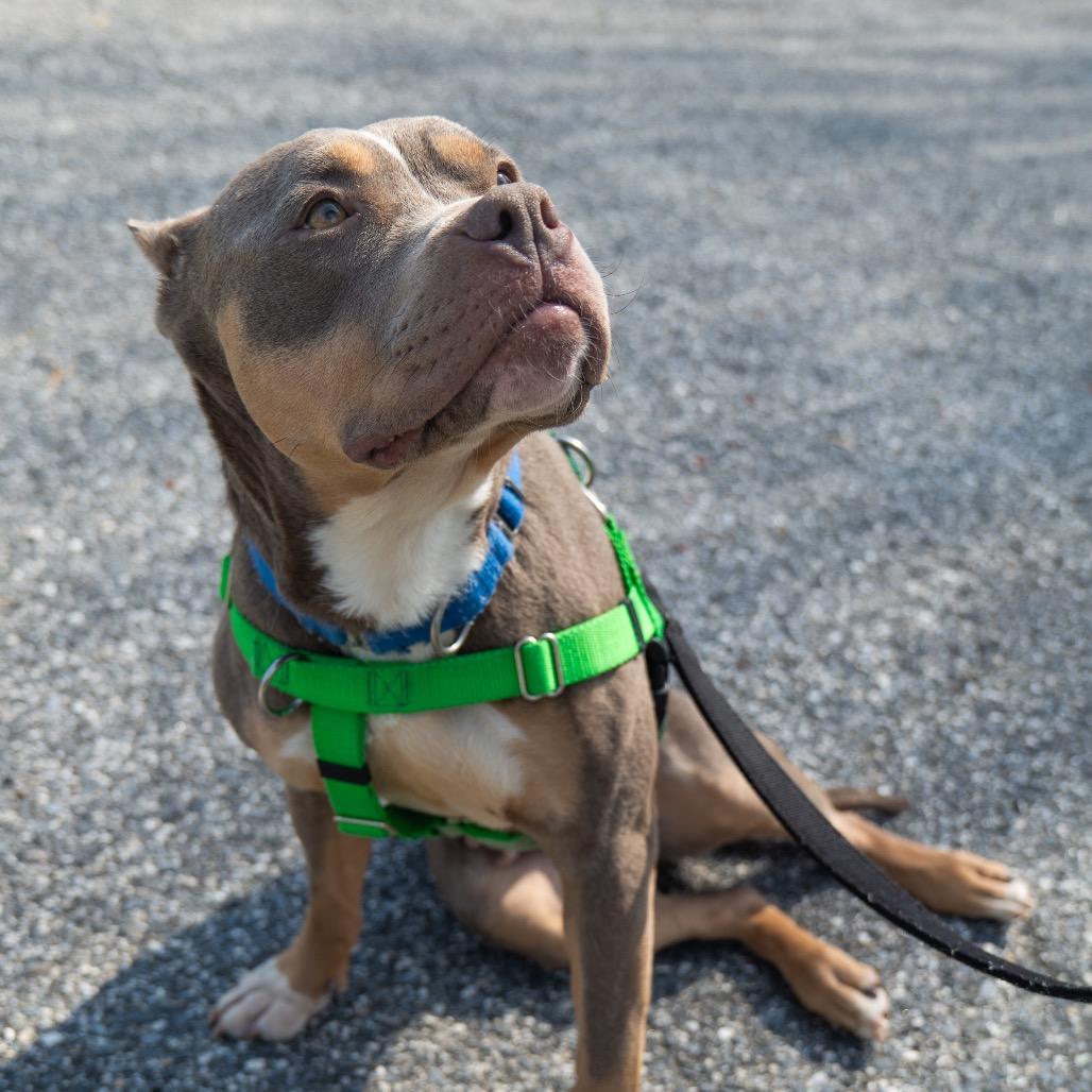 Enlarge Coco, a Adoptable American Staffordshire Terrier in Baltimore, MD image 4/5
