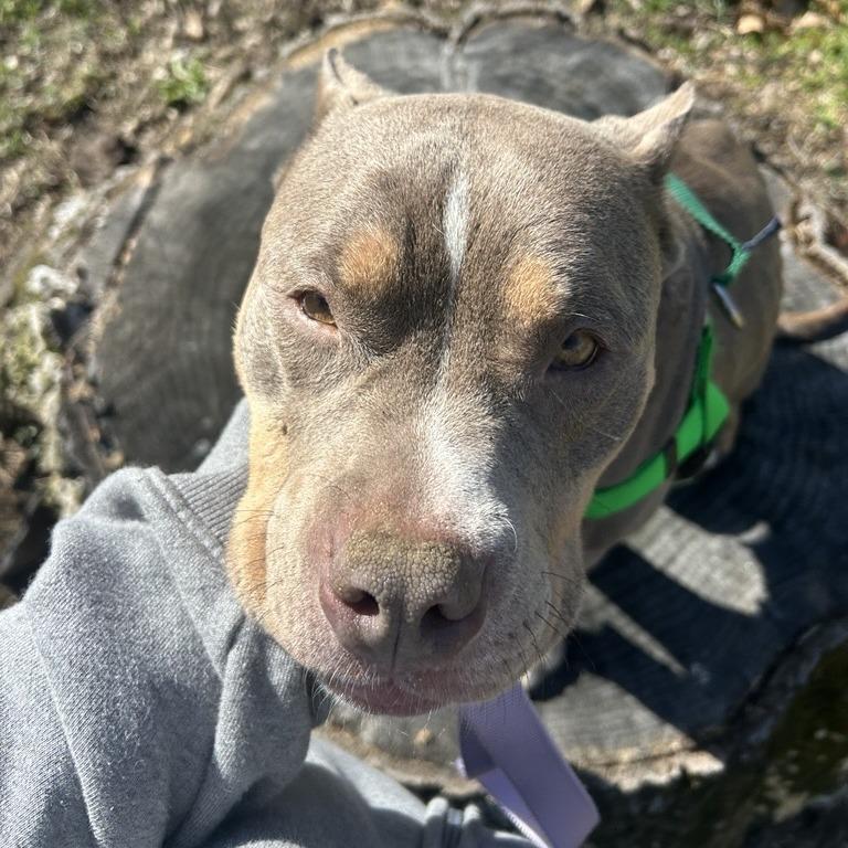 Enlarge Coco, a Adoptable American Staffordshire Terrier in Baltimore, MD image 5/5