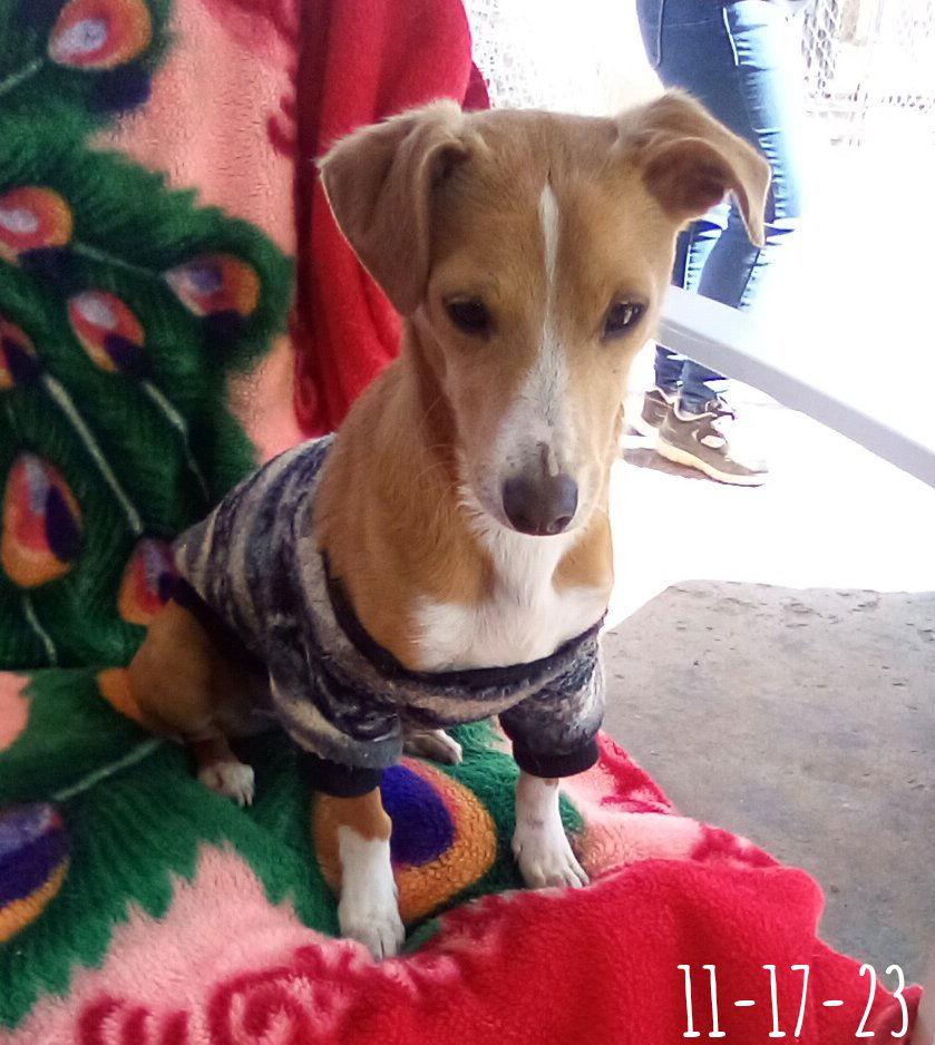 Peter Brady, Adoptable, Young Male Jack Russell Terrier & Italian Greyhound.