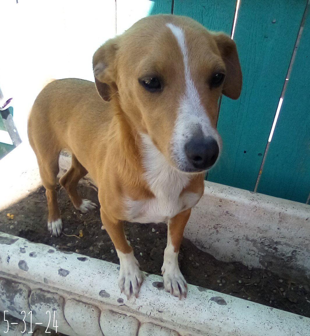 Enlarge Peter Brady, a Adoptable mixed breed in Apple Valley, CA image 2/3