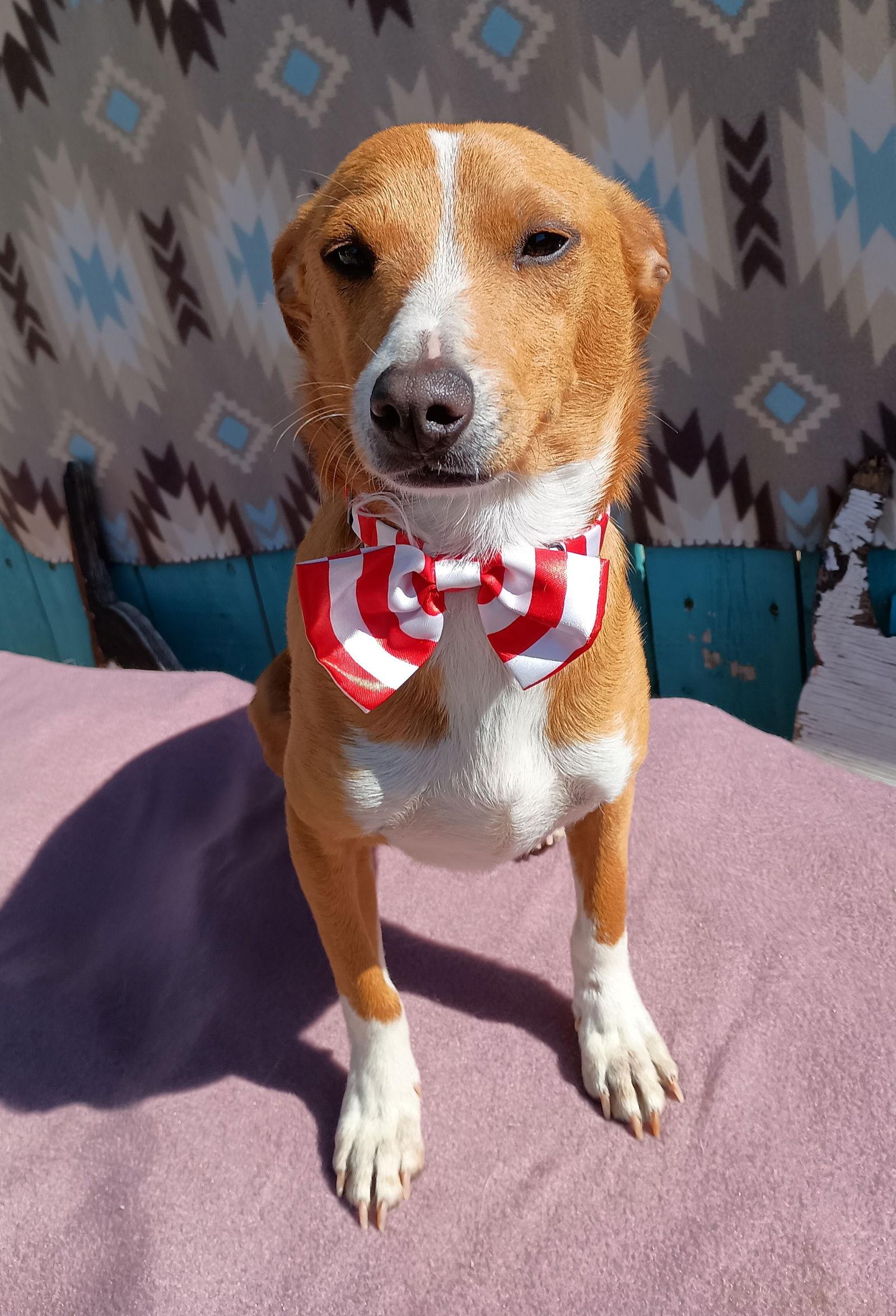 Enlarge Peter Brady, a Adoptable mixed breed in Apple Valley, CA image 3/3