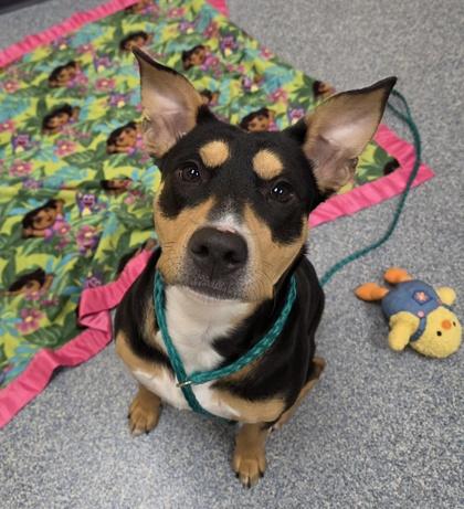 Dora, Adoptable, Adult Female Fox Terrier & Terrier.