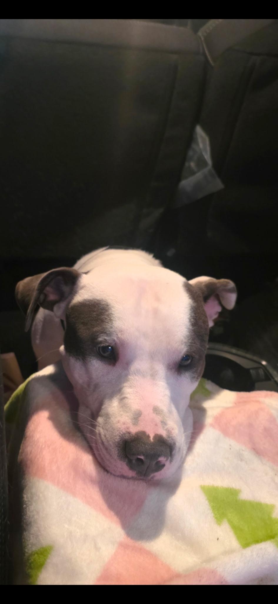 Enlarge Snoopy, a ADOPTABLE mixed breed in Macomb, MI image 2/3