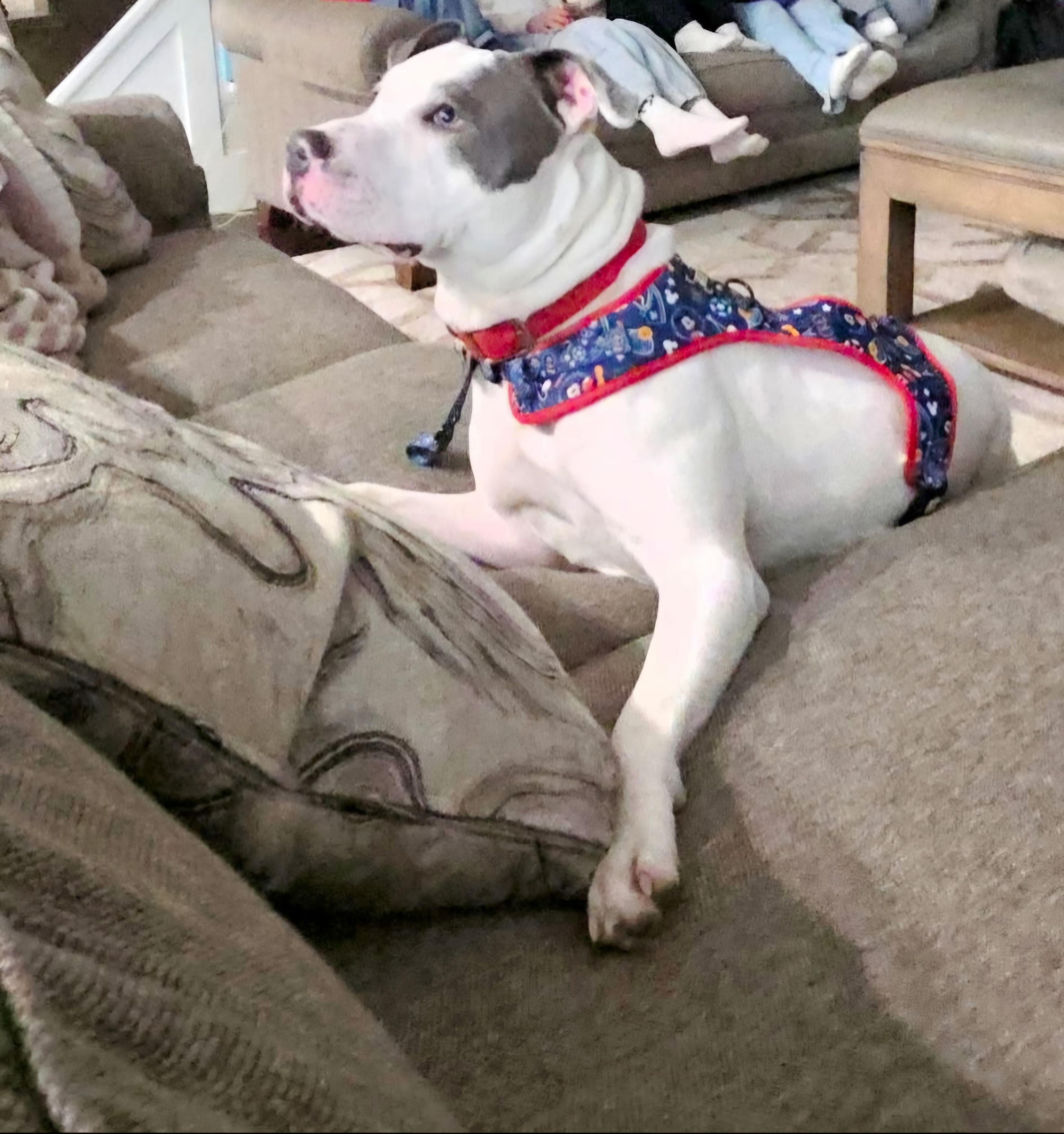 Enlarge Snoopy, a ADOPTABLE mixed breed in Macomb, MI image 3/3