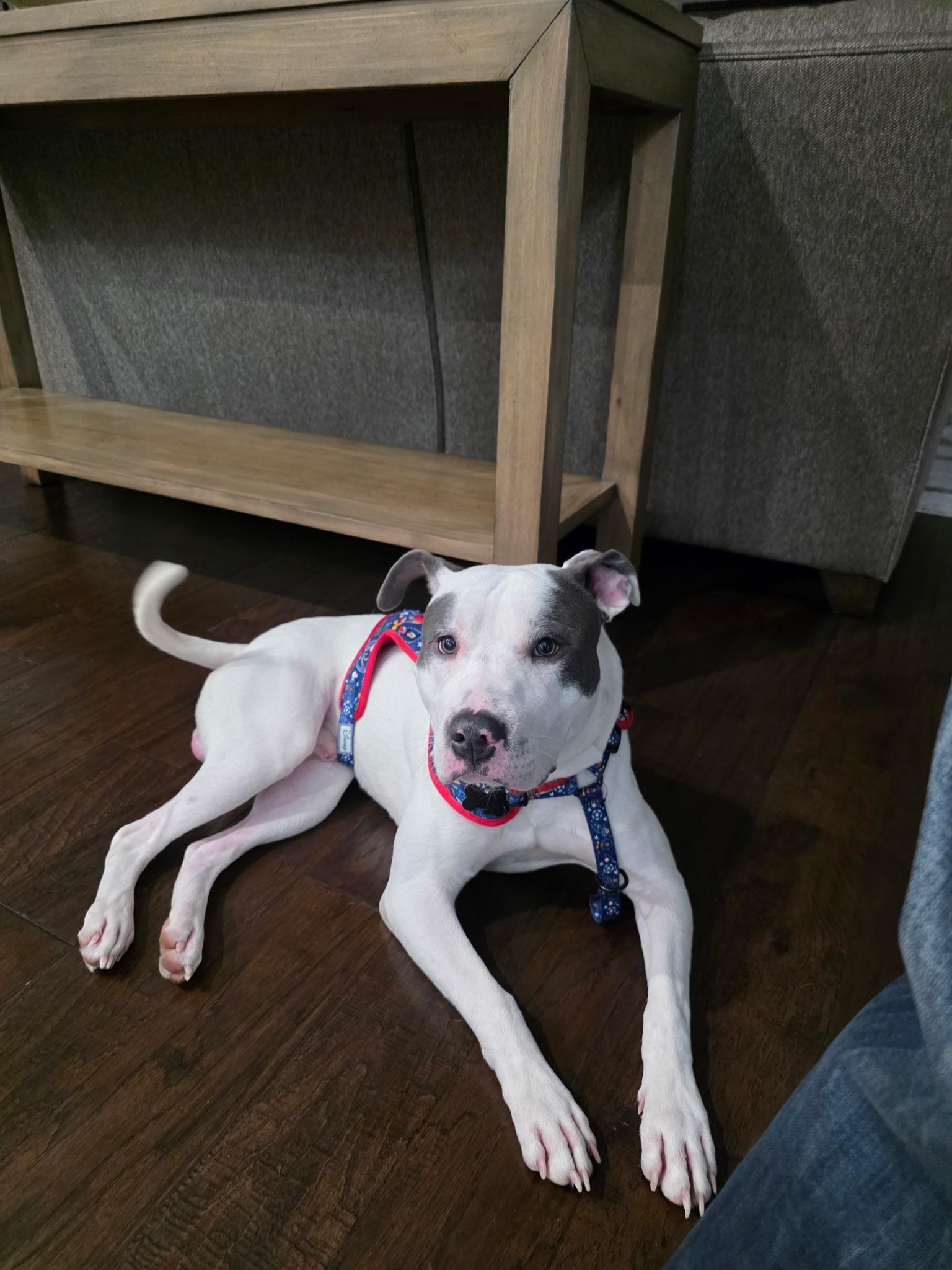 Enlarge Snoopy, a ADOPTABLE mixed breed in Macomb, MI image 1/3