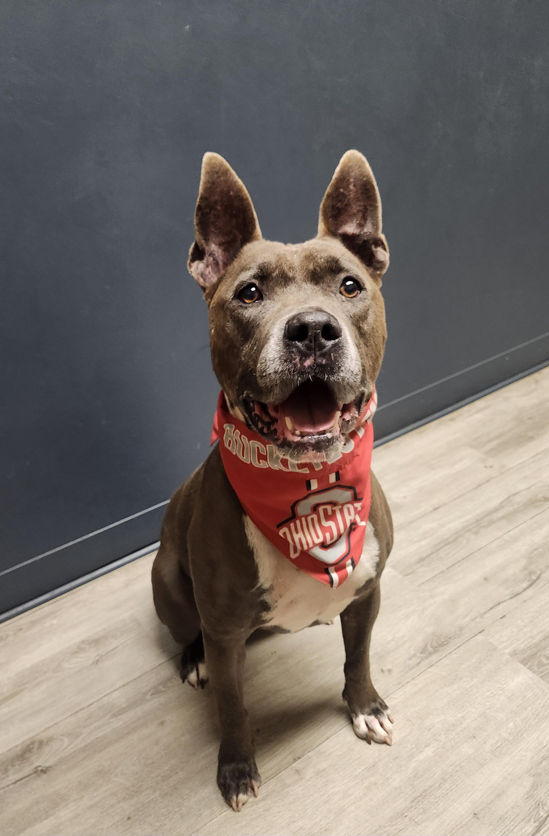 Kato, Adoptable, Adult Male Pit Bull Terrier.