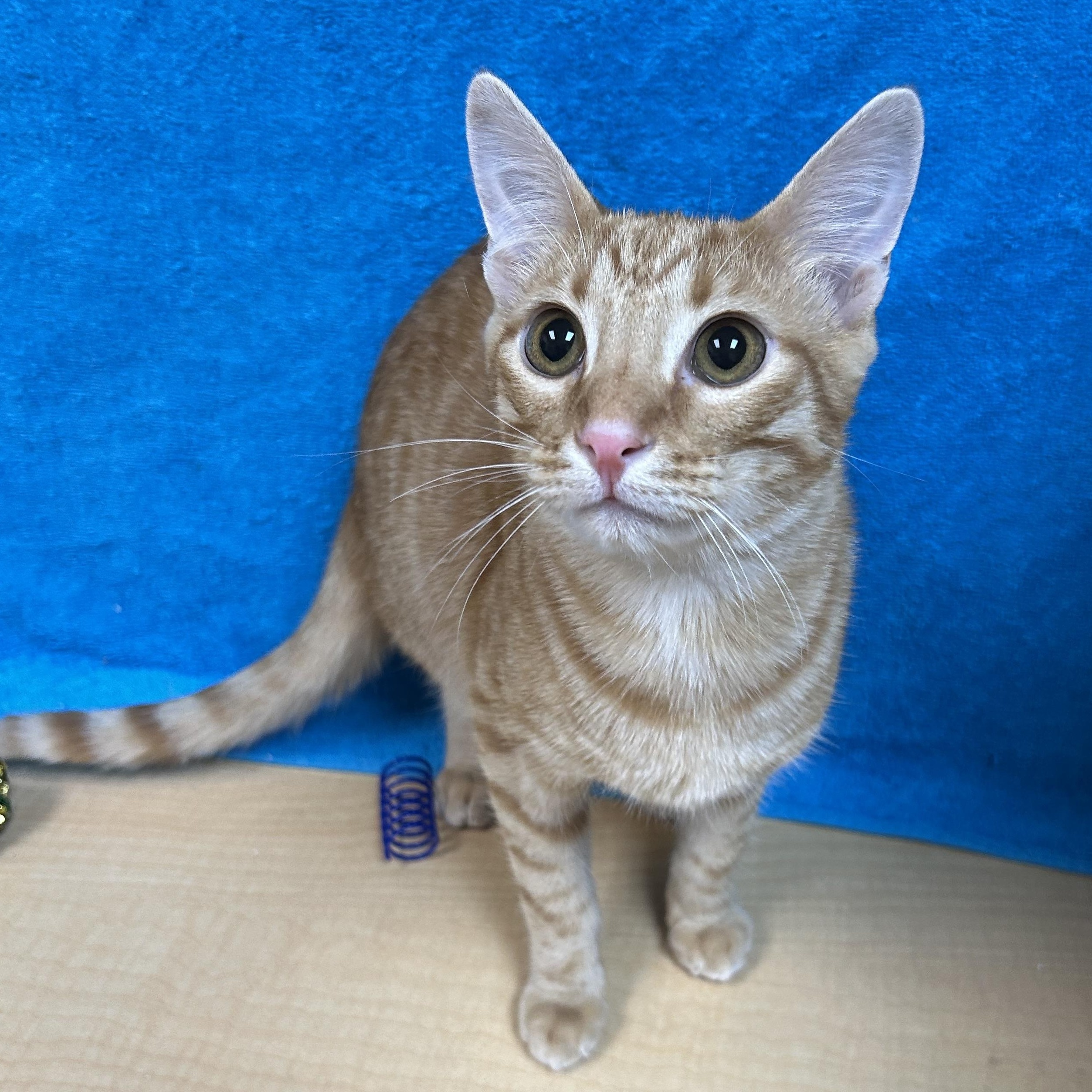 Nate, an adoptable mixed breed in Houston, TX image 3/5