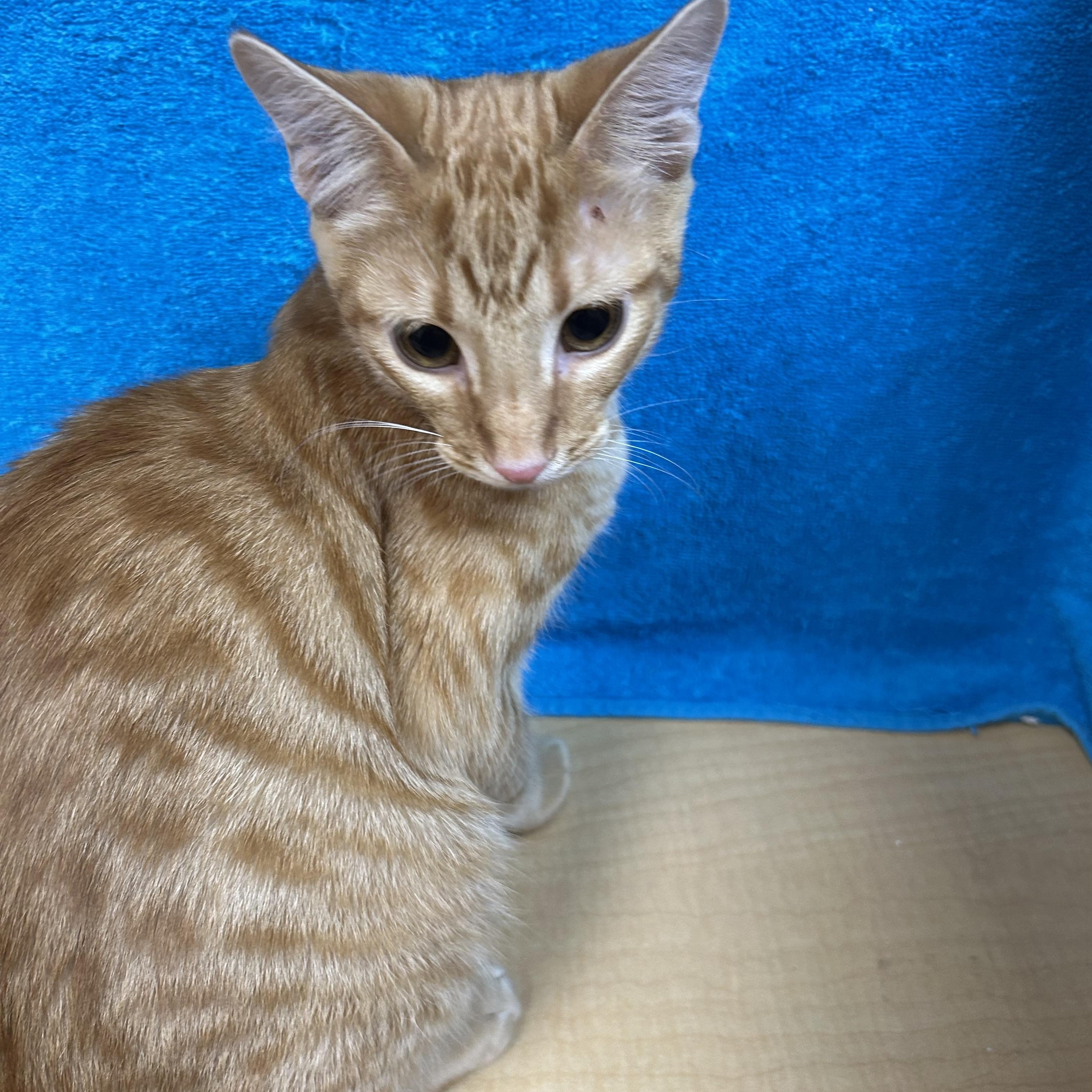 Nate, an adoptable mixed breed in Houston, TX image 4/5