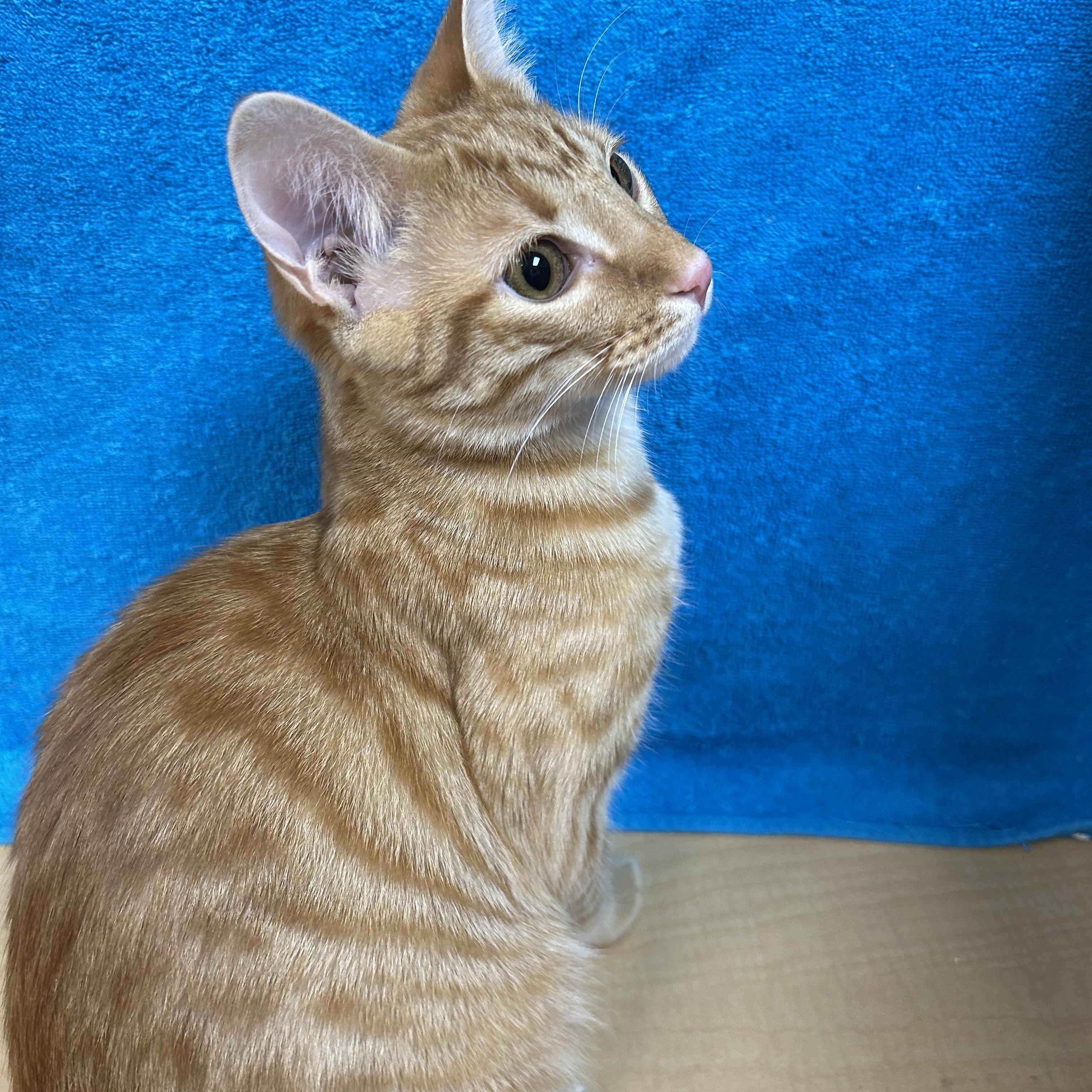 Nate, an adoptable mixed breed in Houston, TX image 5/5