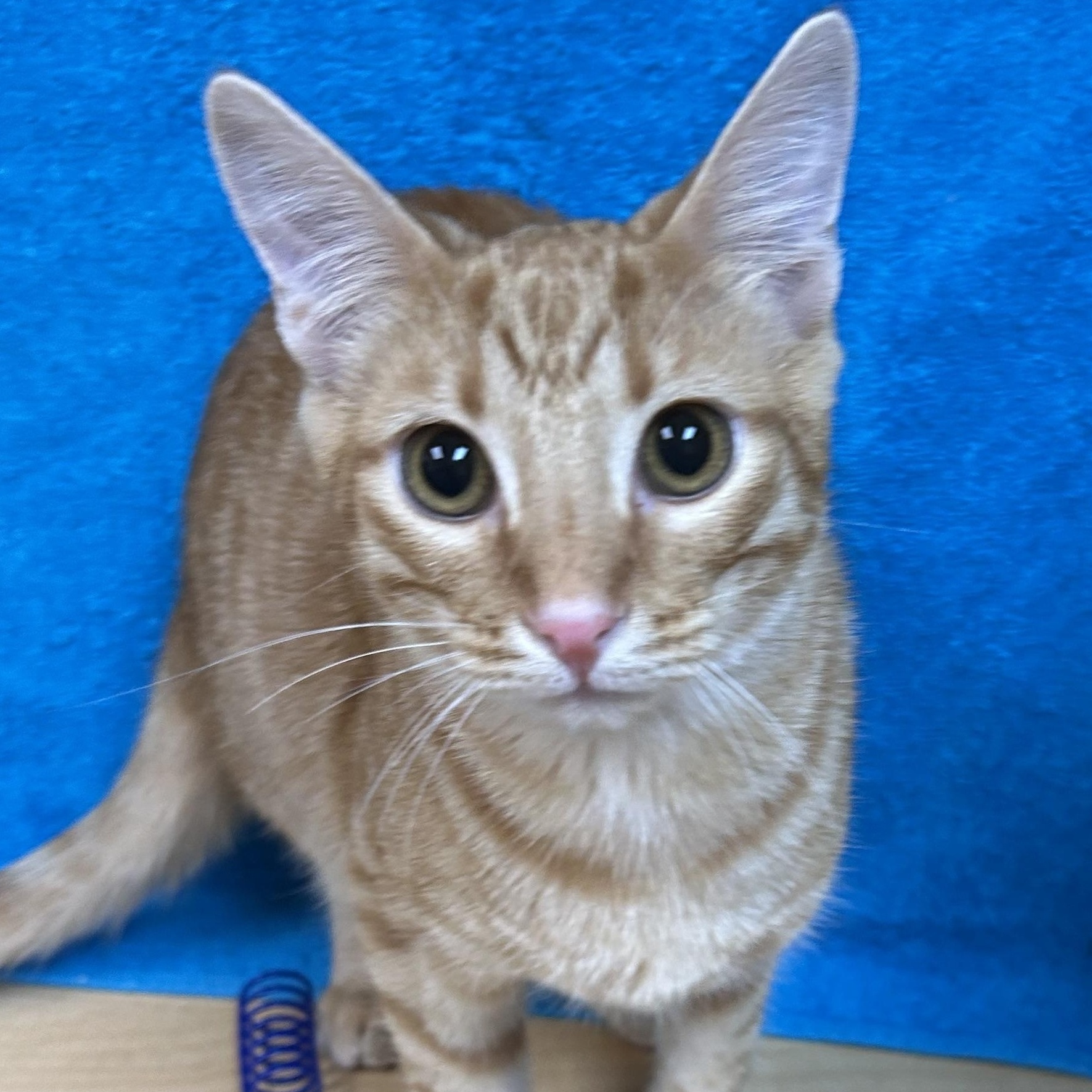 Nate, an adoptable mixed breed in Houston, TX image 1/5