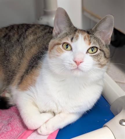 Enlarge LULLABY, a Adoptable Domestic Short Hair in Canfield, OH image 1/1