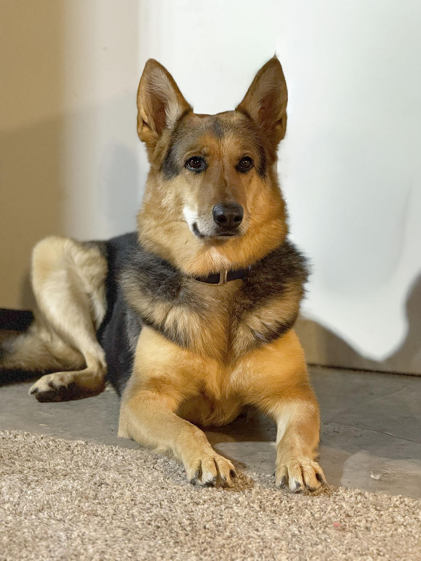 Enlarge Amara, a Adoptable German Shepherd Dog in Bellevue, WA image 5/5