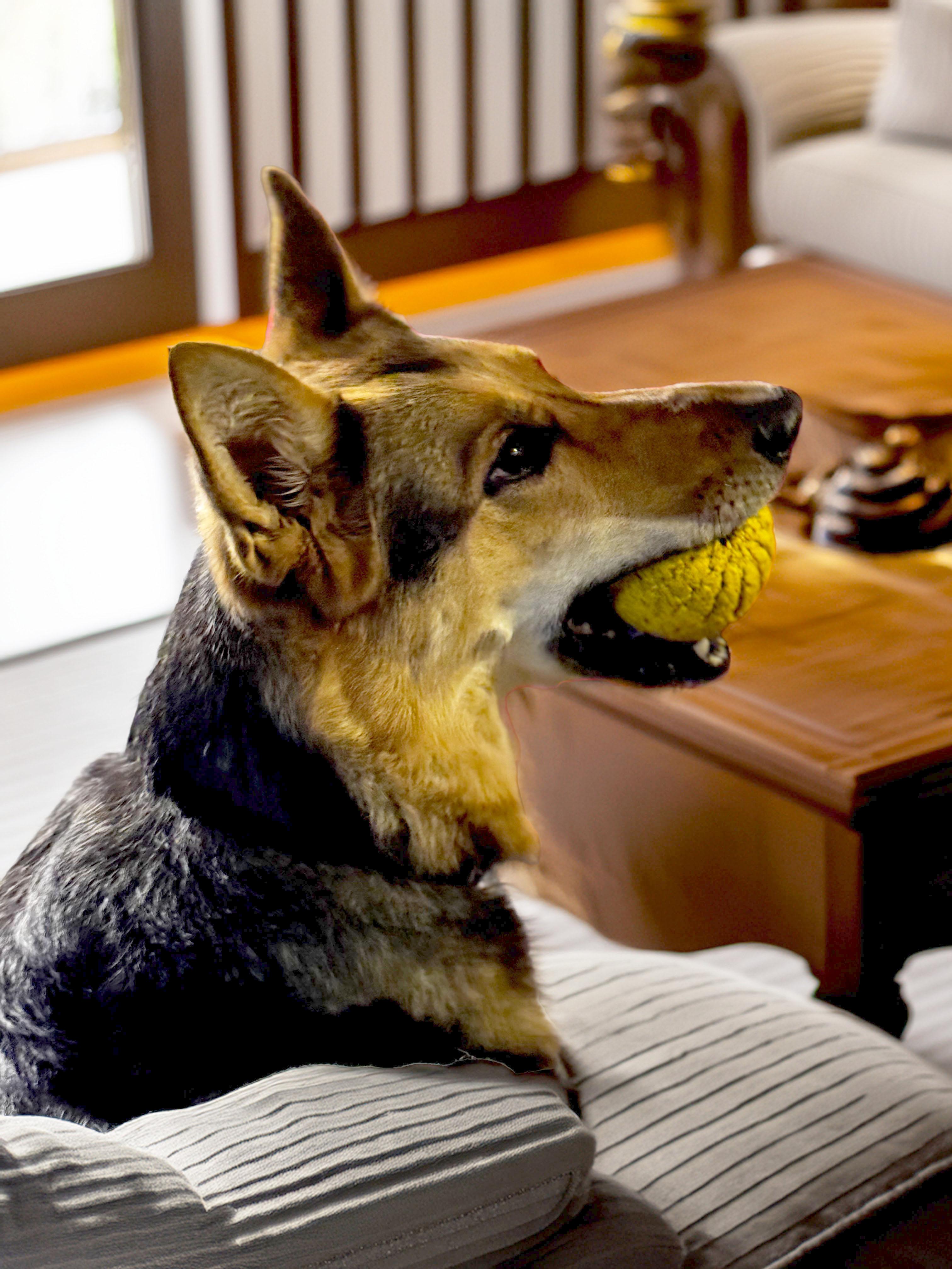 Enlarge Amara, a Adoptable German Shepherd Dog in Bellevue, WA image 4/5