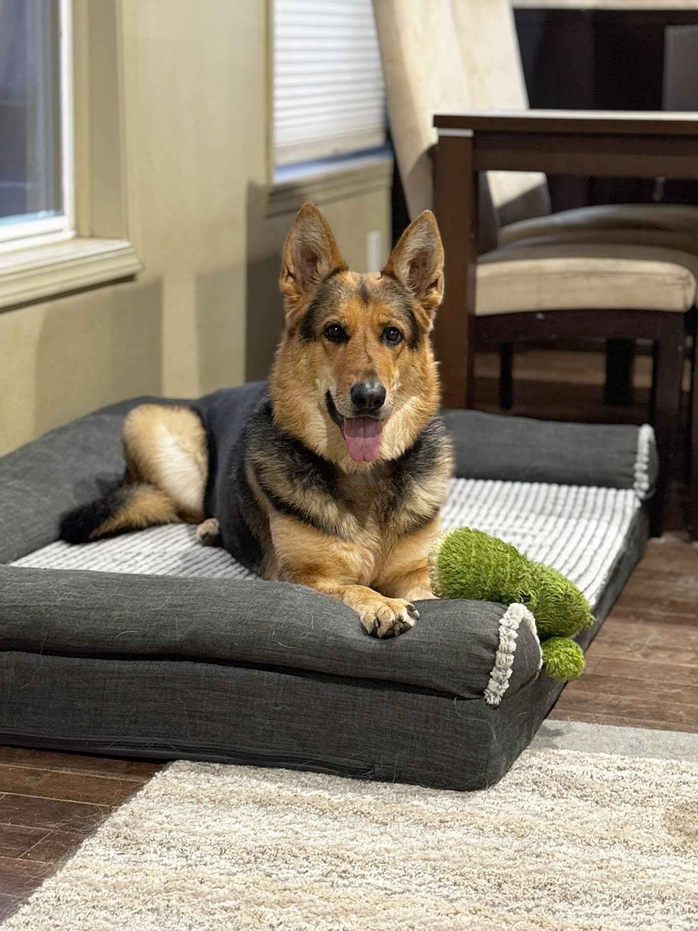 Enlarge Amara, a Adoptable German Shepherd Dog in Bellevue, WA image 2/5