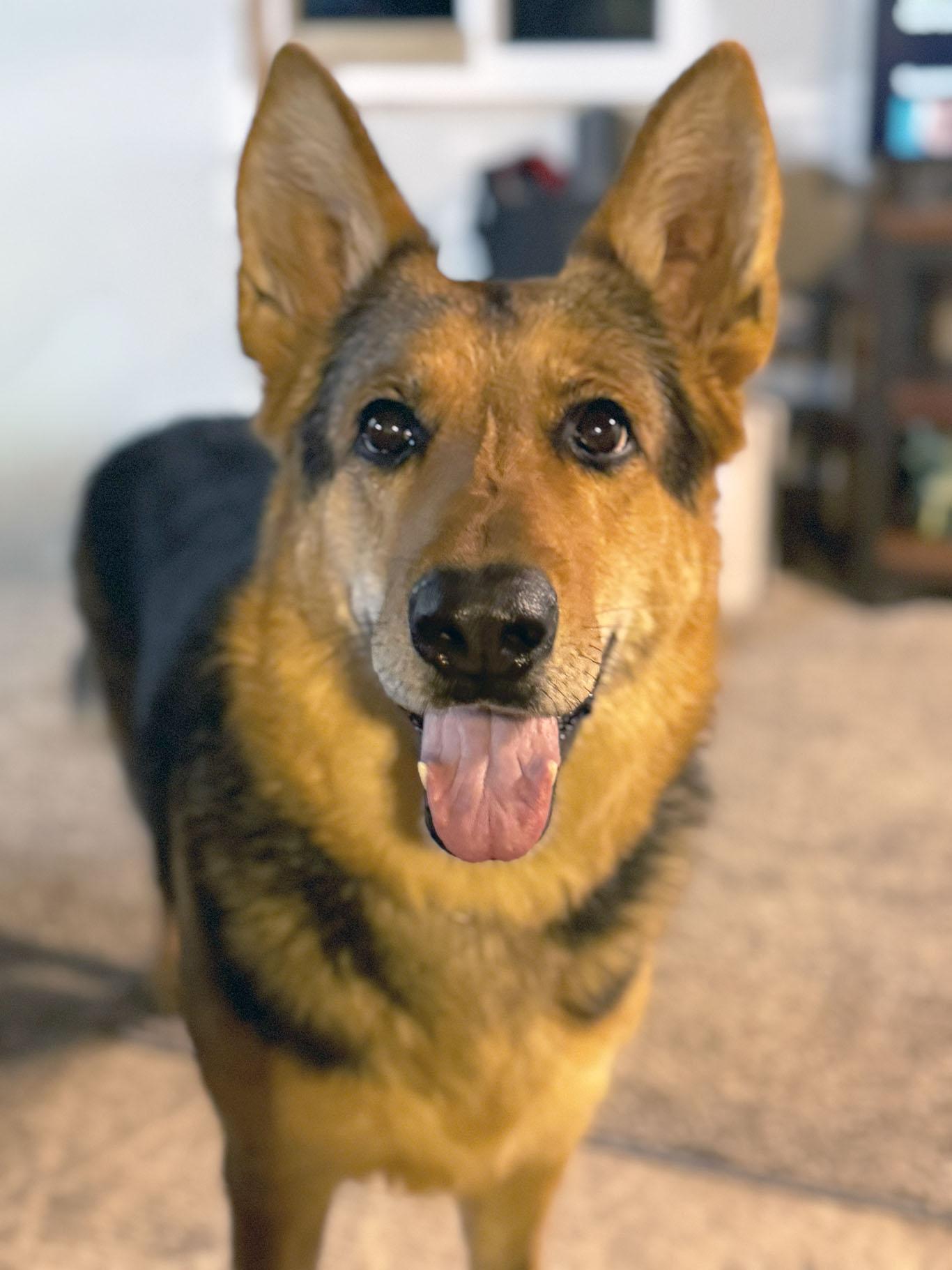 Enlarge Amara, a Adoptable German Shepherd Dog in Bellevue, WA image 1/5