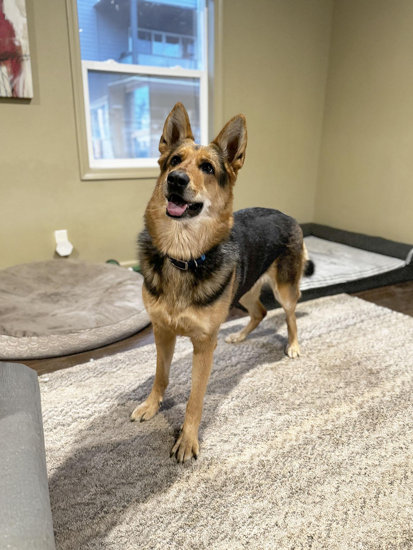 Enlarge Amara, a Adoptable German Shepherd Dog in Bellevue, WA image 3/5
