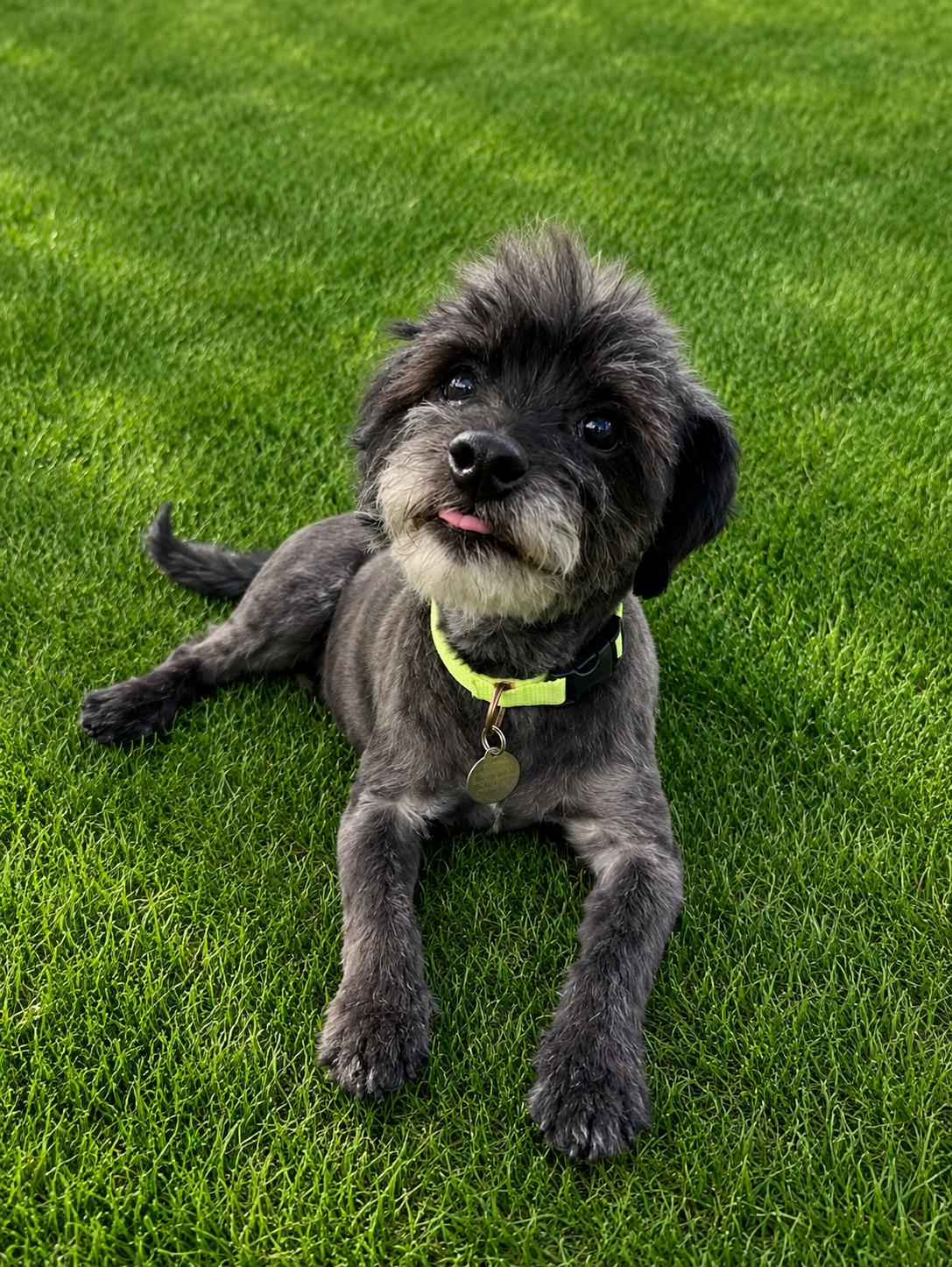Duffy, ADOPTABLE, Young Male Schnoodle.