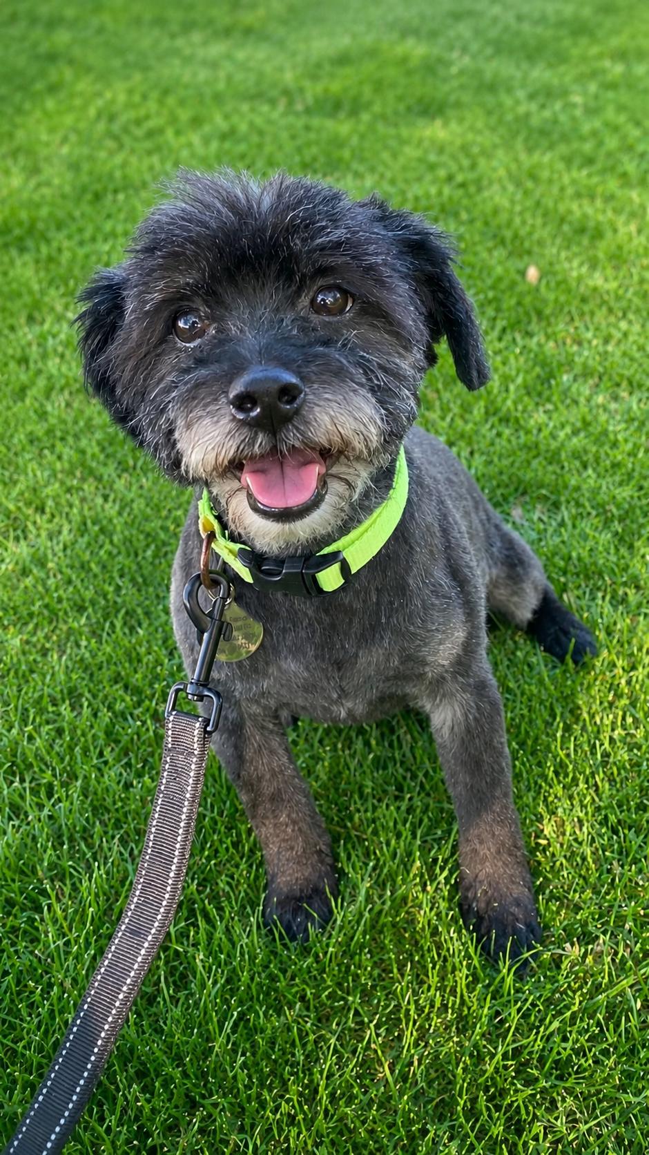 Duffy, a ADOPTABLE Schnoodle in POTOMAC, MD image 2/6