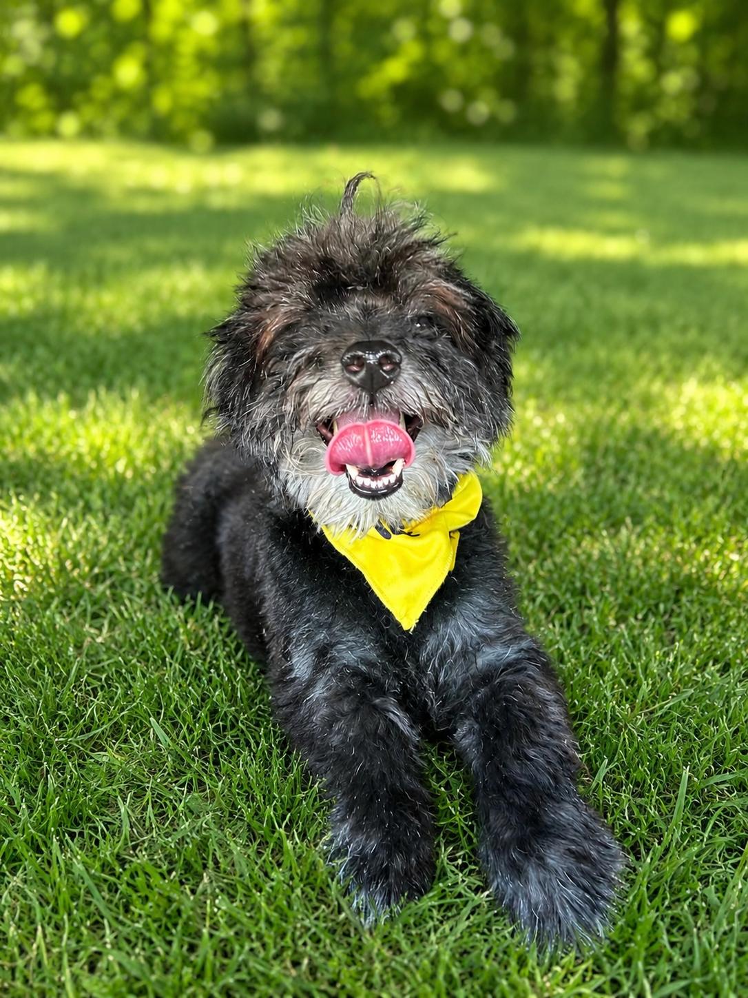 Duffy, a ADOPTABLE Schnoodle in POTOMAC, MD image 3/6