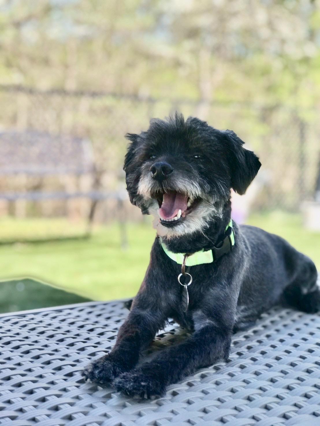 Duffy, a ADOPTABLE Schnoodle in POTOMAC, MD image 4/6