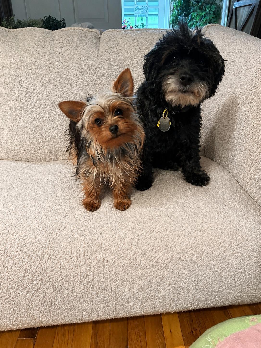 Duffy, a ADOPTABLE Schnoodle in POTOMAC, MD image 6/6