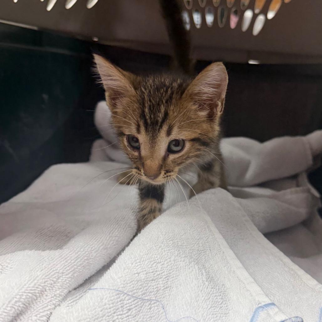 Enlarge Skeeter, a Adoptable Domestic Short Hair in Starkville, MS image 1/1