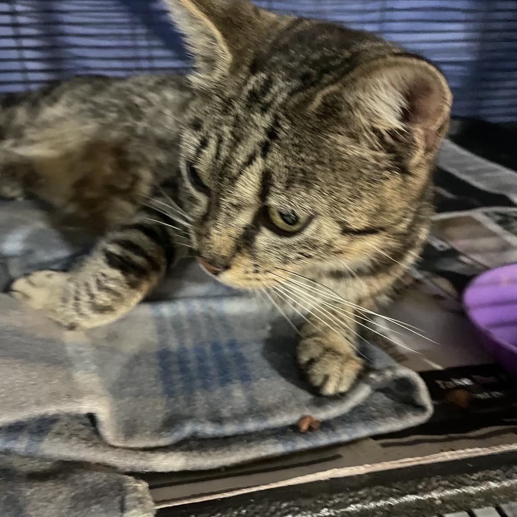 Enlarge Sparkle, a Adoptable Domestic Short Hair in Waldorf, MD image 1/2