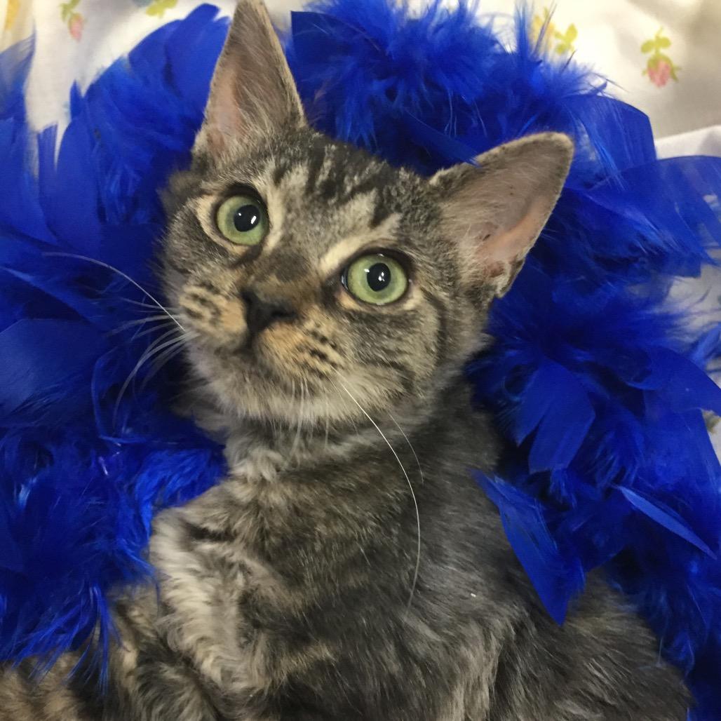 Sparkle, Adoptable, Young Female Domestic Short Hair.