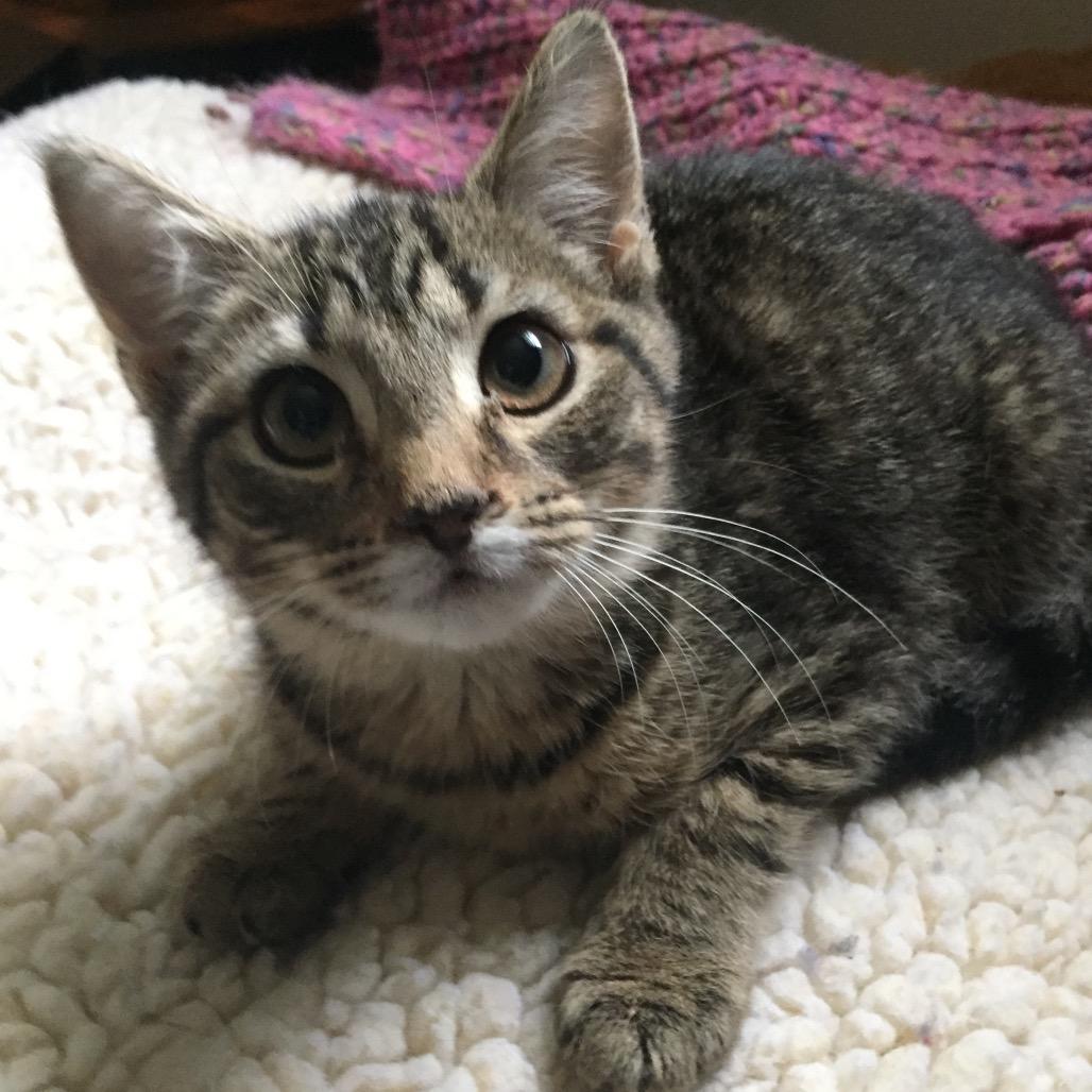 Enlarge Sparkle, a Adoptable Domestic Short Hair in Waldorf, MD image 2/4