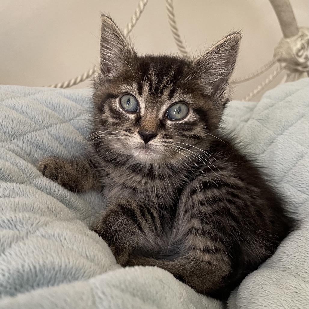 Enlarge Sparkle, a Adoptable Domestic Short Hair in Waldorf, MD image 3/4