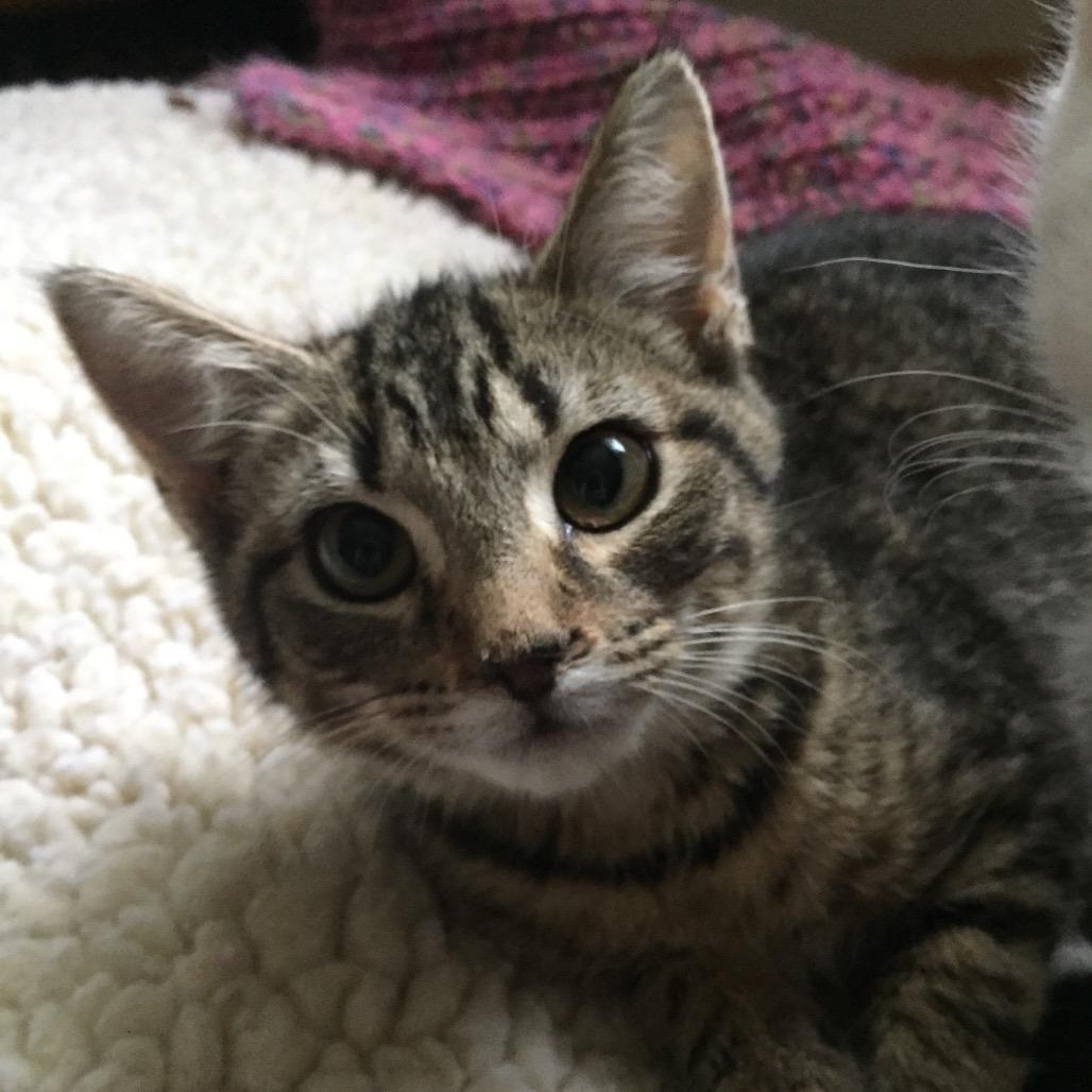 Enlarge Sparkle, a Adoptable Domestic Short Hair in Waldorf, MD image 4/4