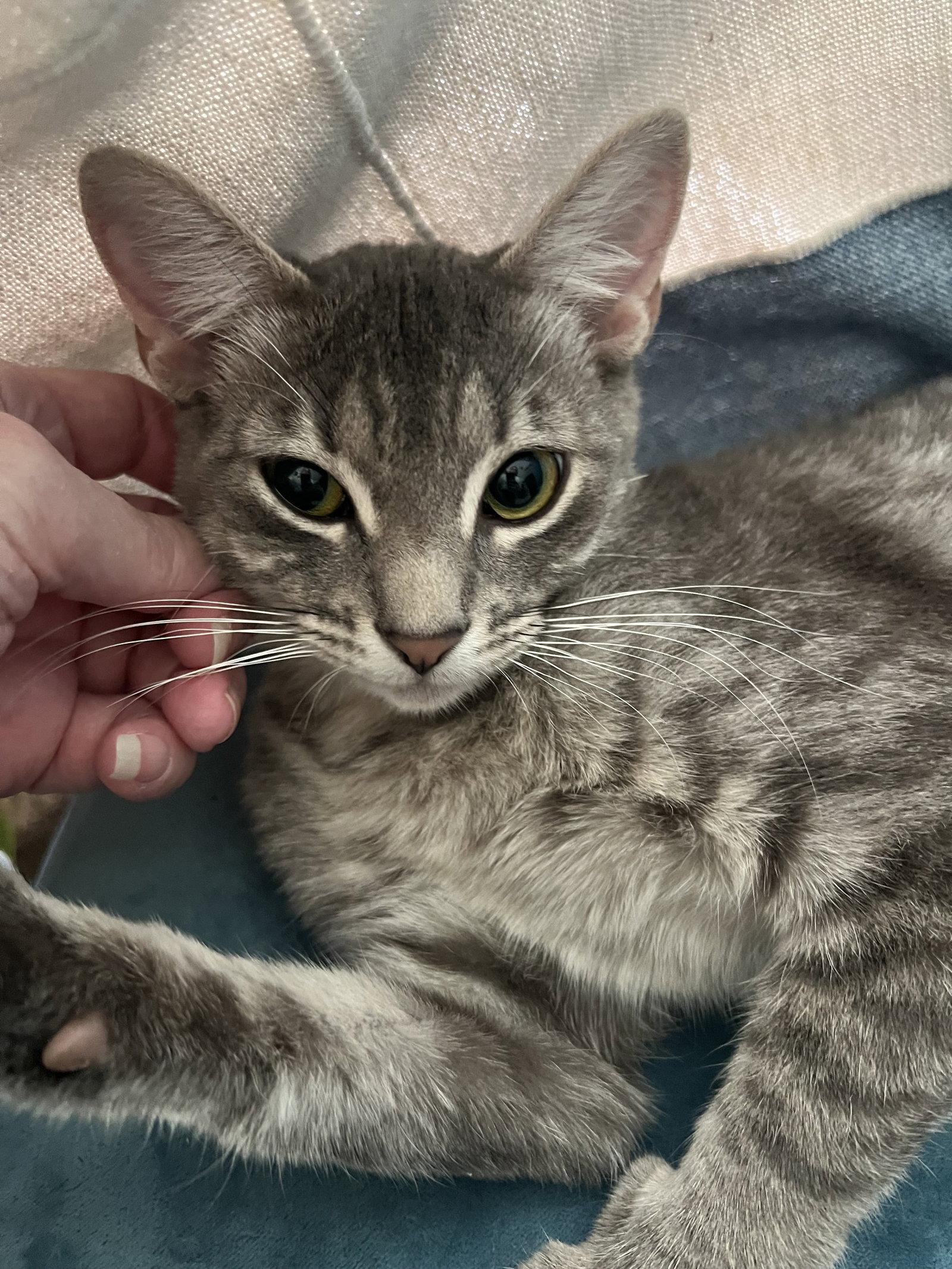 Princess Jasmine, Adoptable, Young Female Domestic Short Hair.